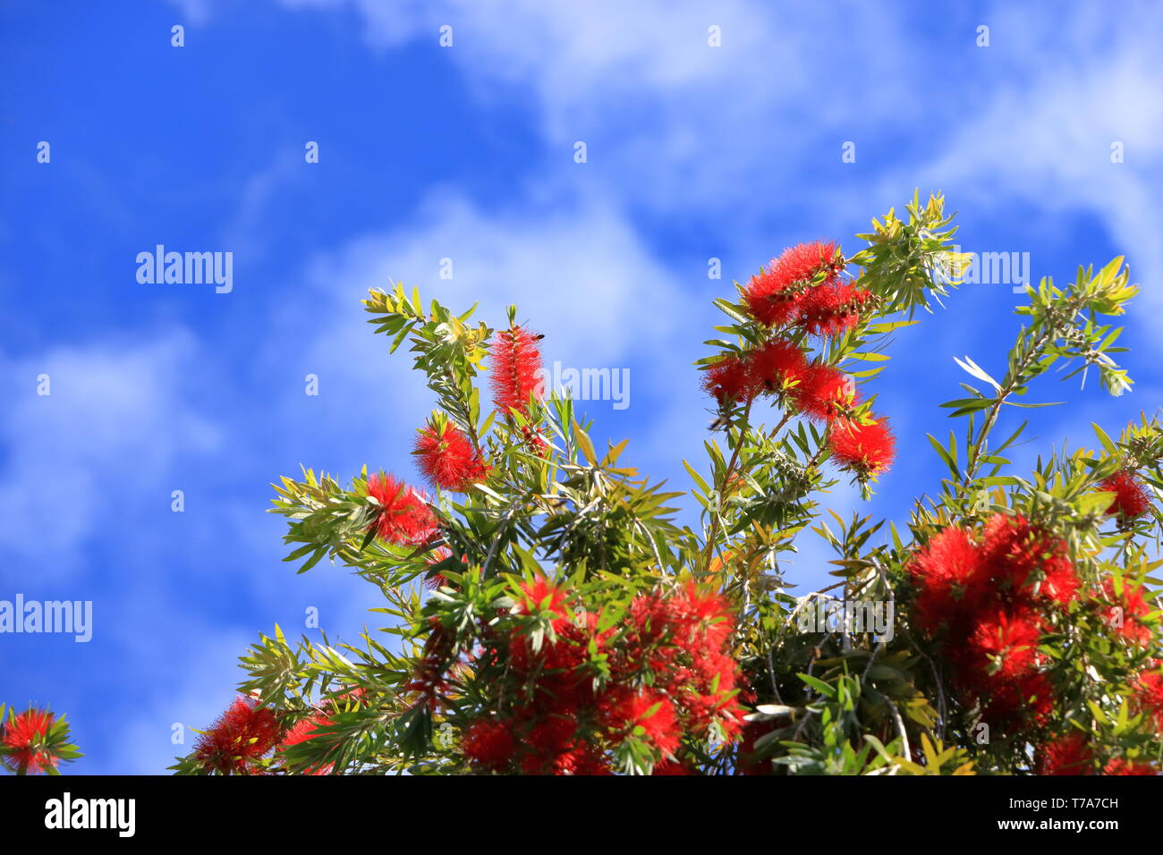 Des pleurs d'une brosse fleur contre le ciel bleu, Callistemon Viminalis Banque D'Images