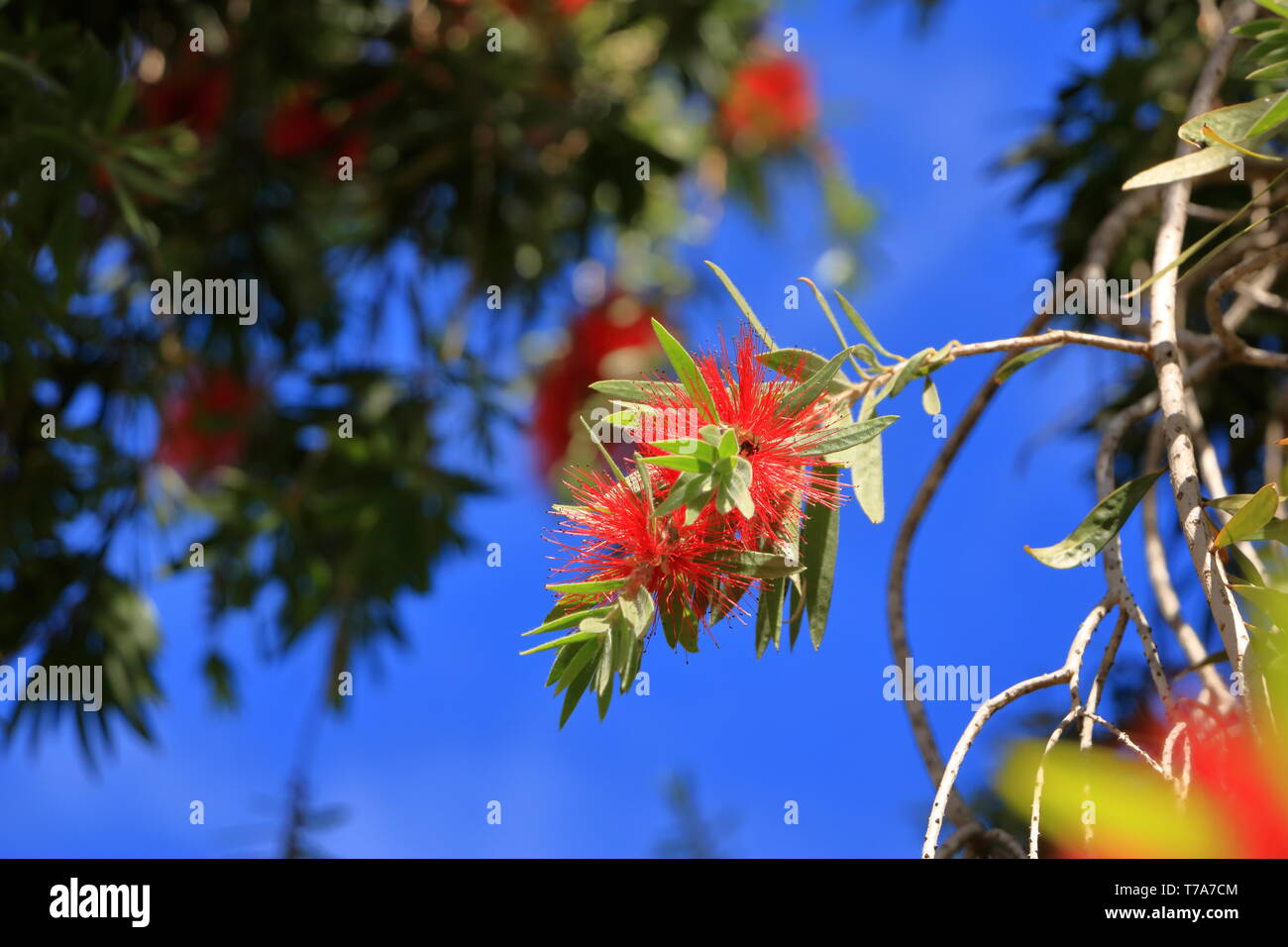 Des pleurs d'une brosse fleur contre le ciel bleu, Callistemon Viminalis Banque D'Images