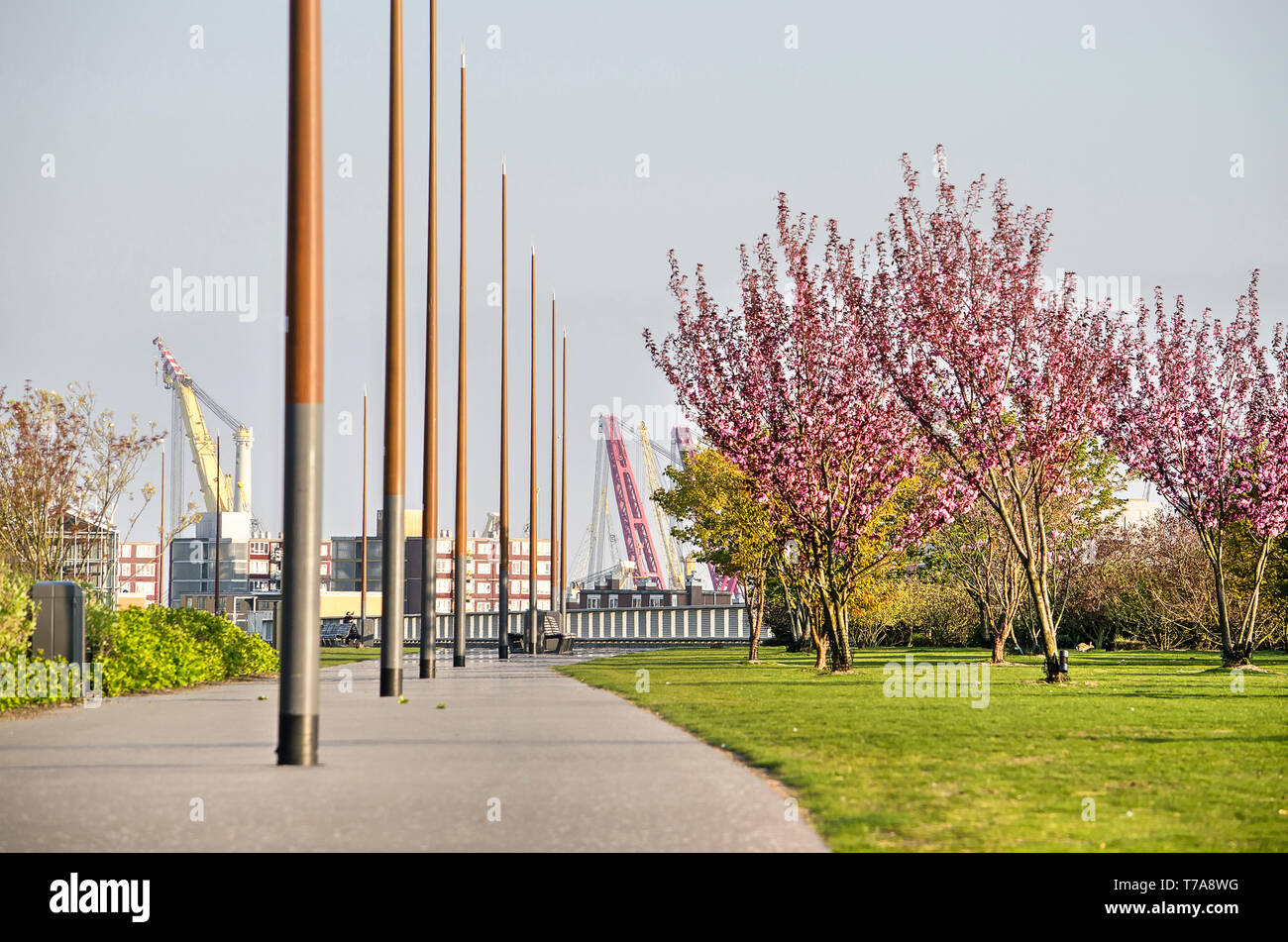 Rotterdam, Pays-Bas, le 11 avril 2019 : sentier, grands lampadaires, d'herbe et de fleurs rose prunus arbres au Dakpark sur le toit d'un centre commercial Banque D'Images