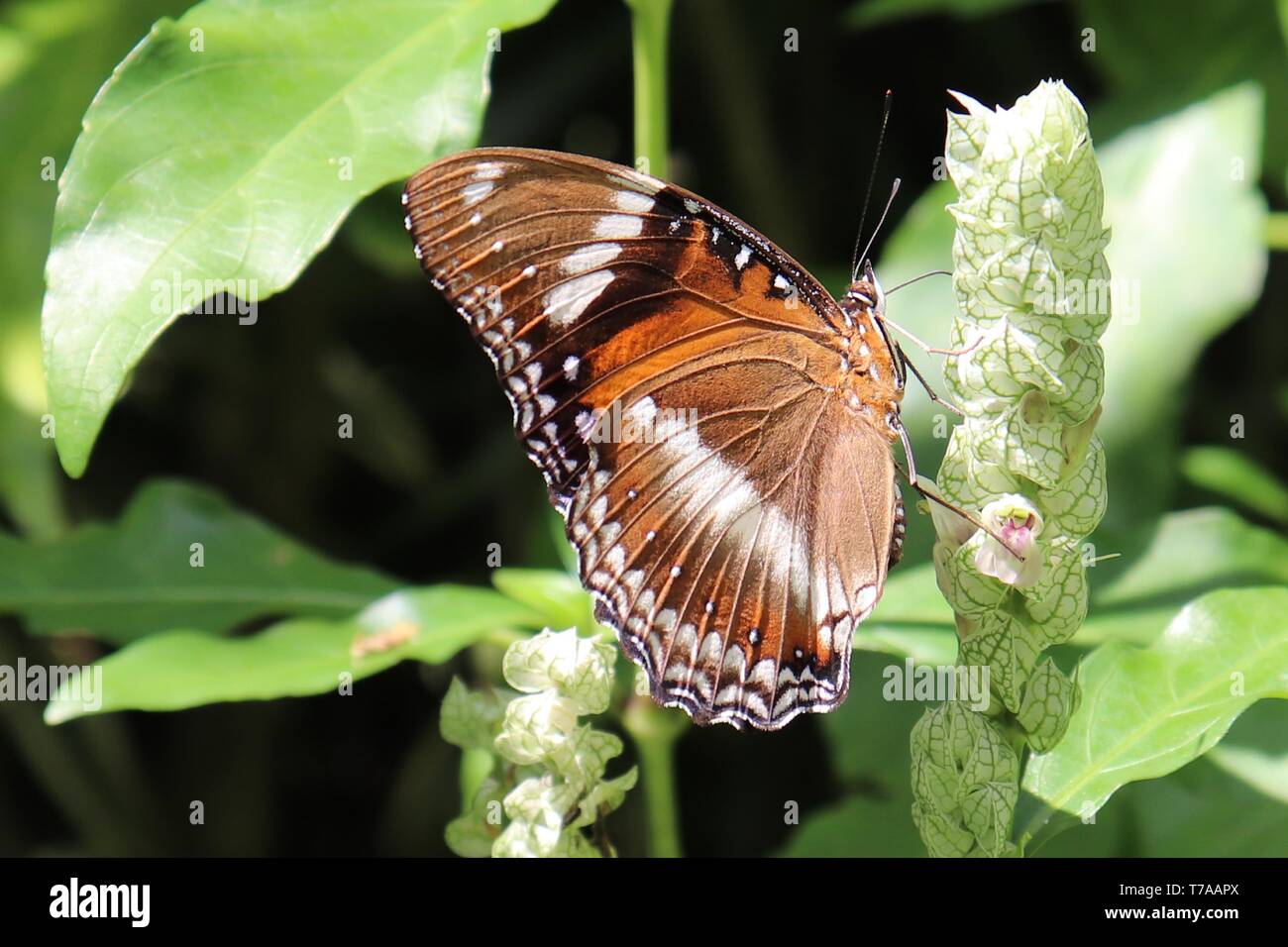 Un papillon perché sur une plante, Banque D'Images