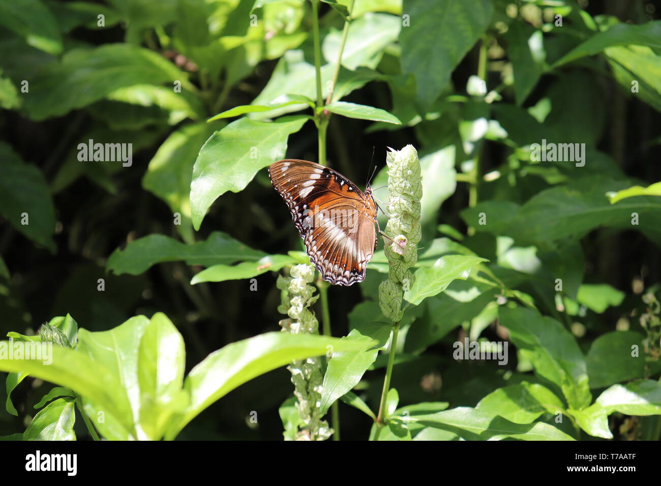 Un papillon perché sur une plante, Banque D'Images