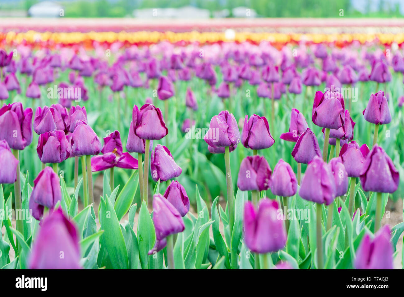 Champ de fleurs de tulipes violet floraison. Triumph tulip field, sur une tulipe ferme. L'accent de premier plan, avec des fleurs de couleurs floues en arrière-plan. Banque D'Images