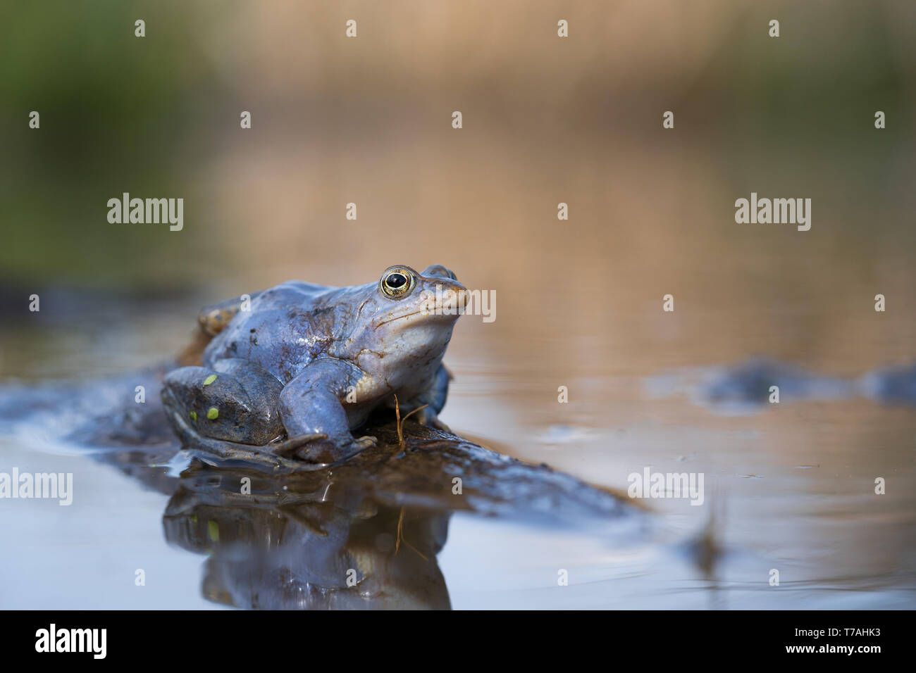 Photo Nature de la Moor frog Rana arvalis Banque D'Images