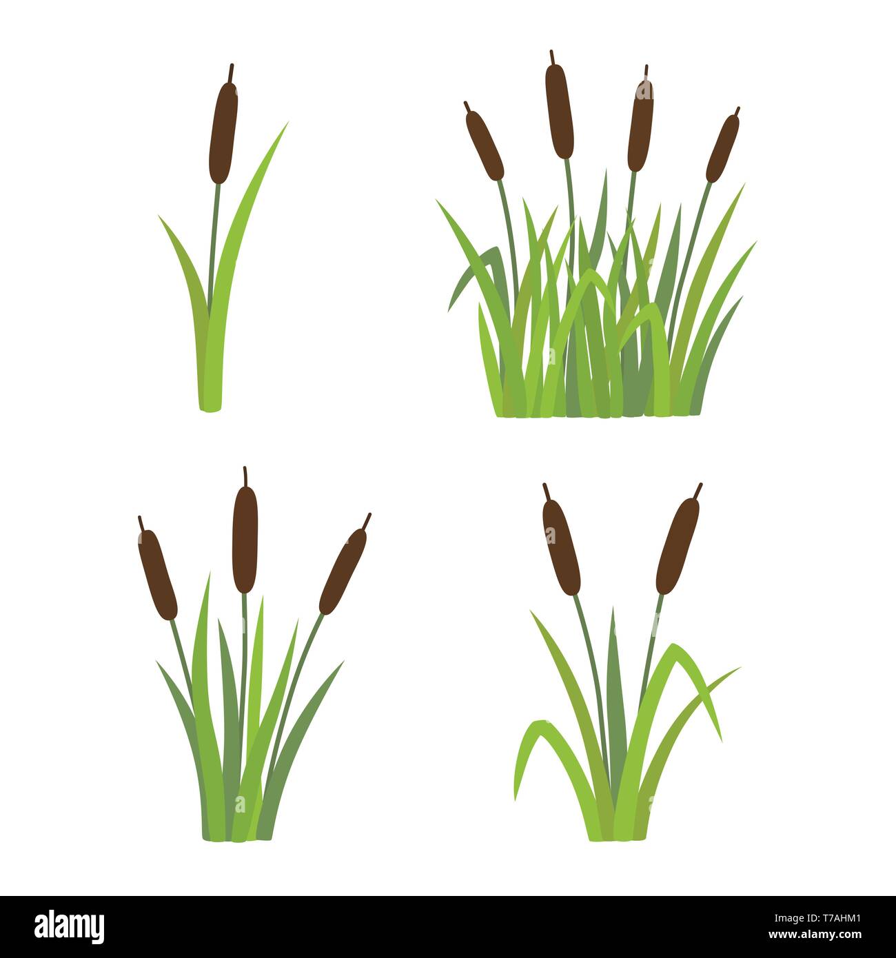 Une série d'anches dans l'herbe isolé sur fond blanc Illustration de Vecteur