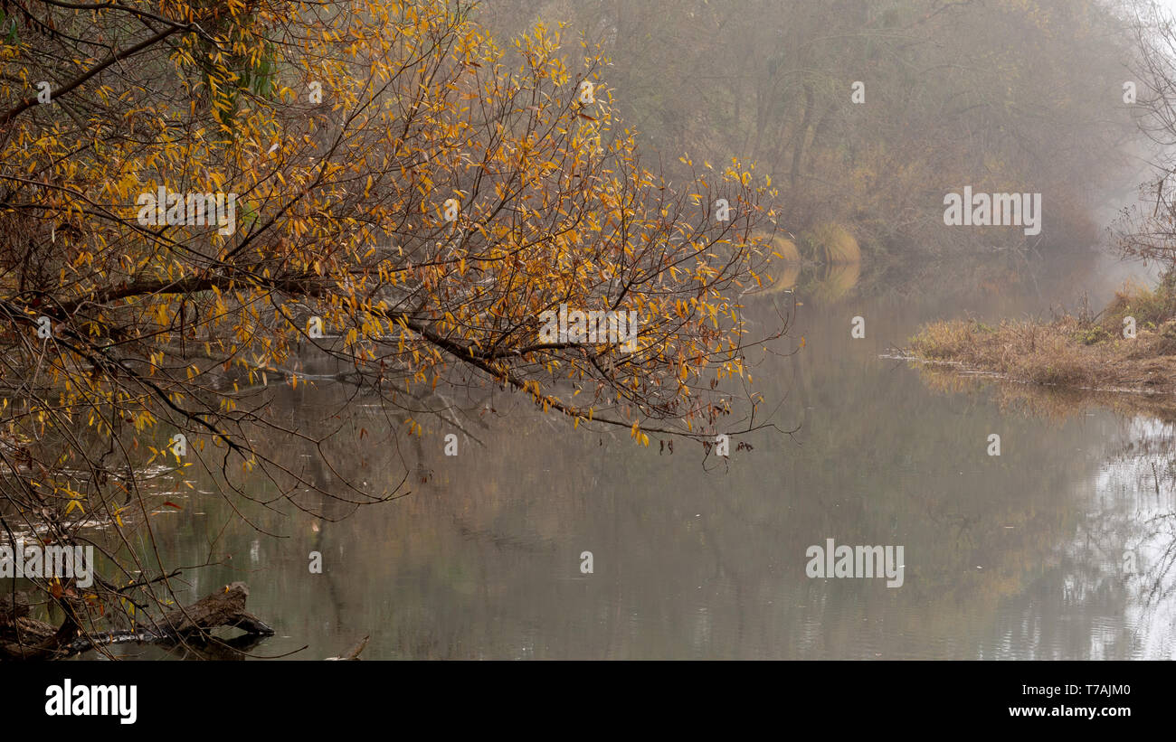 A foggy Putah Creek dans les bois de la UC Davis Riparian préserver, à l'automne, l'affichage des feuilles jaunes - Les changements saisonniers Banque D'Images