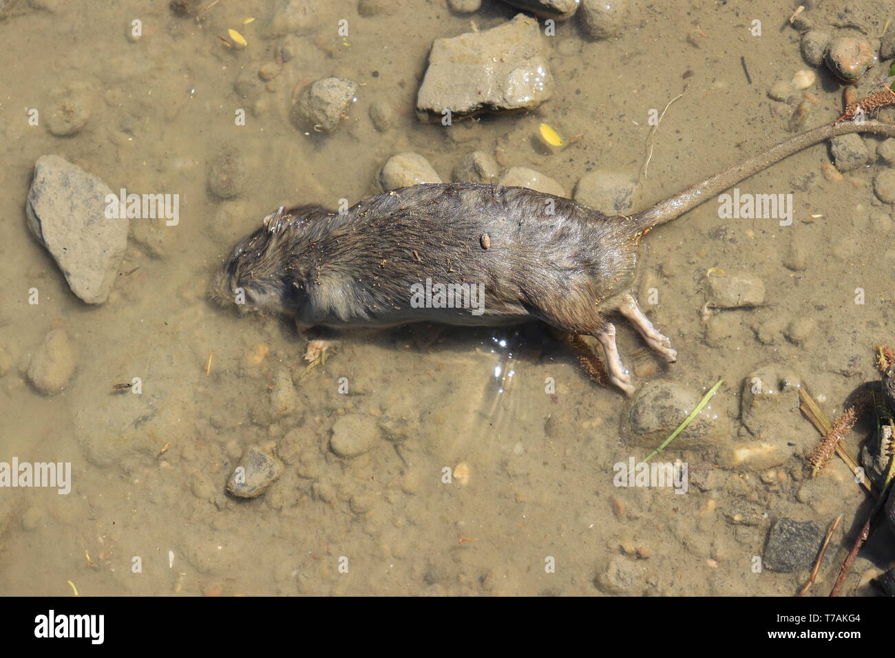 Rat mort se trouve sur la rive du fleuve close up Banque D'Images