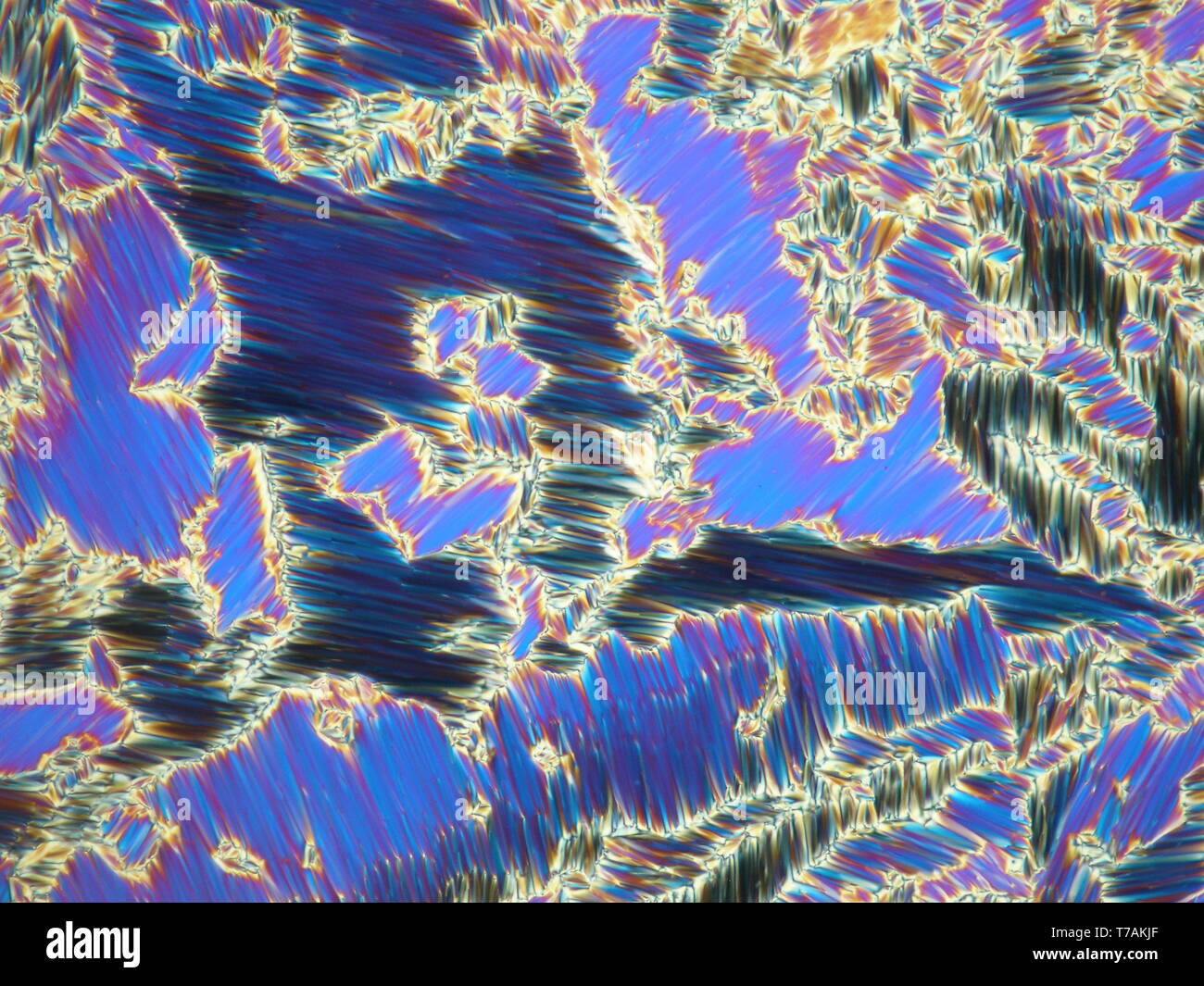 Cristal liquide dans son état à cristaux liquides sous microscope à lumière  polarisée bleu formant une texture Photo Stock - Alamy