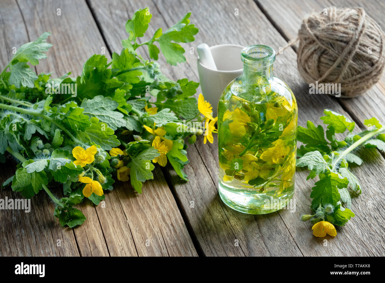 Une bouteille de teinture ou d'tetterwort d'huile et de plante Chelidonium majus. Banque D'Images