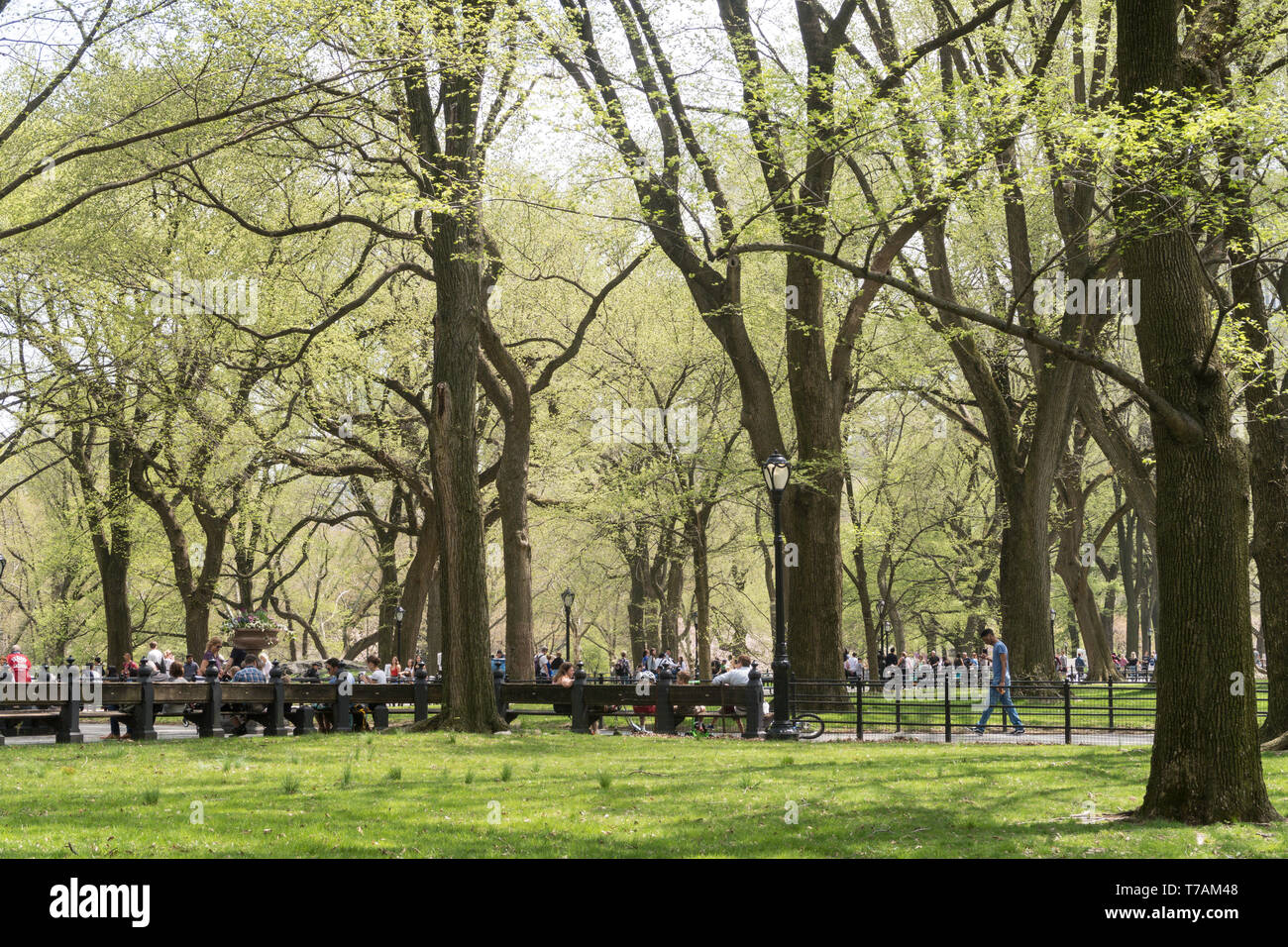 Superbe journée de printemps dans Central Park, NYC Banque D'Images