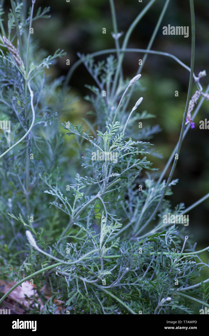 Lavande de Fernleaf, lavande de fougères lavandula multifida sur fond naturel Banque D'Images