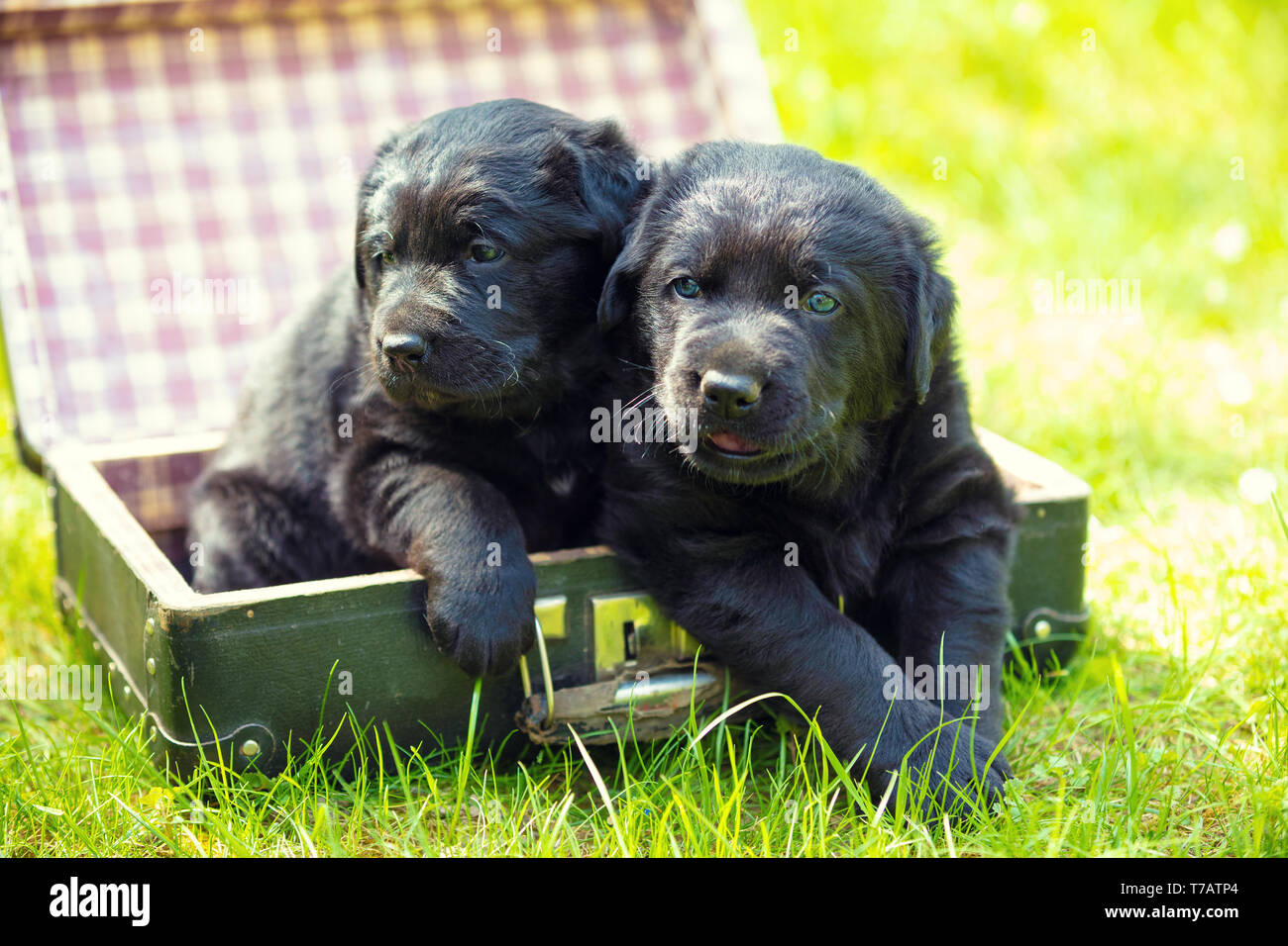 Deux petits labrador retriever chiots ont couché dans une vieille valise sur l'herbe dans le jardin au printemps Banque D'Images