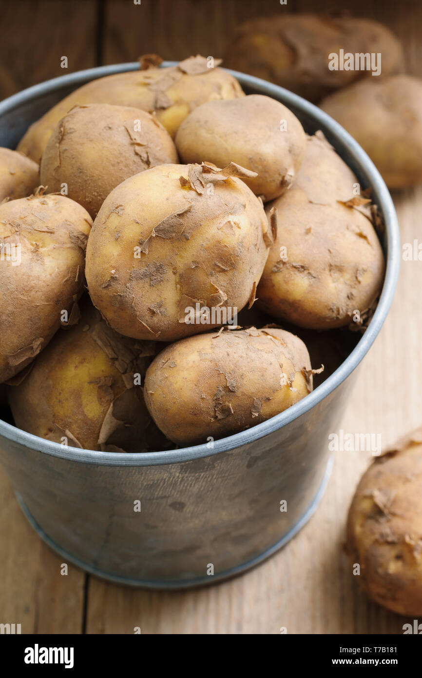 Pommes de terre nouvelles Jersey Royal une pomme de terre à partir de la  nouvelle saison populaires de l'île de Jersey au Royaume-Uni Photo Stock -  Alamy