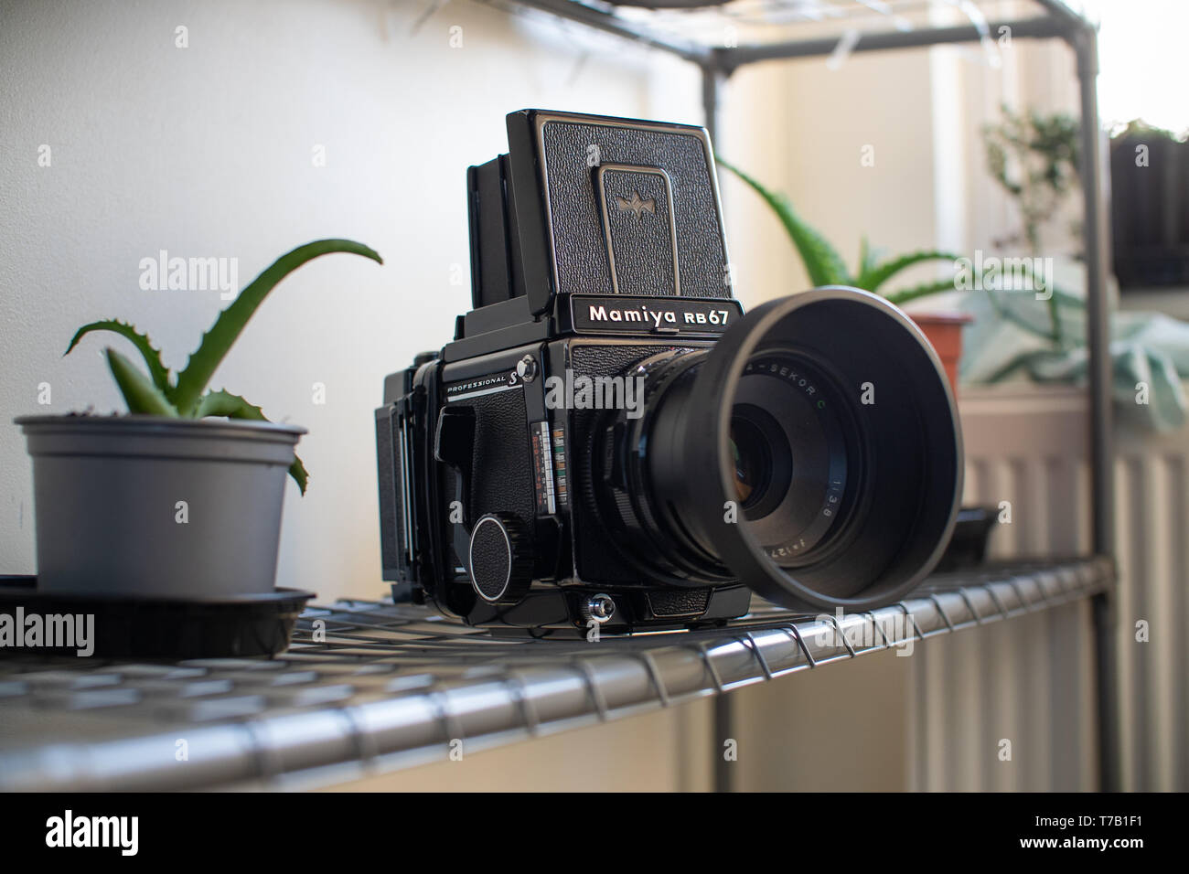 Un appareil moyen format Mamiya assis sur une étagère métallique avec quelques plantes vertes dans l'avant-plan et arrière-plan Banque D'Images