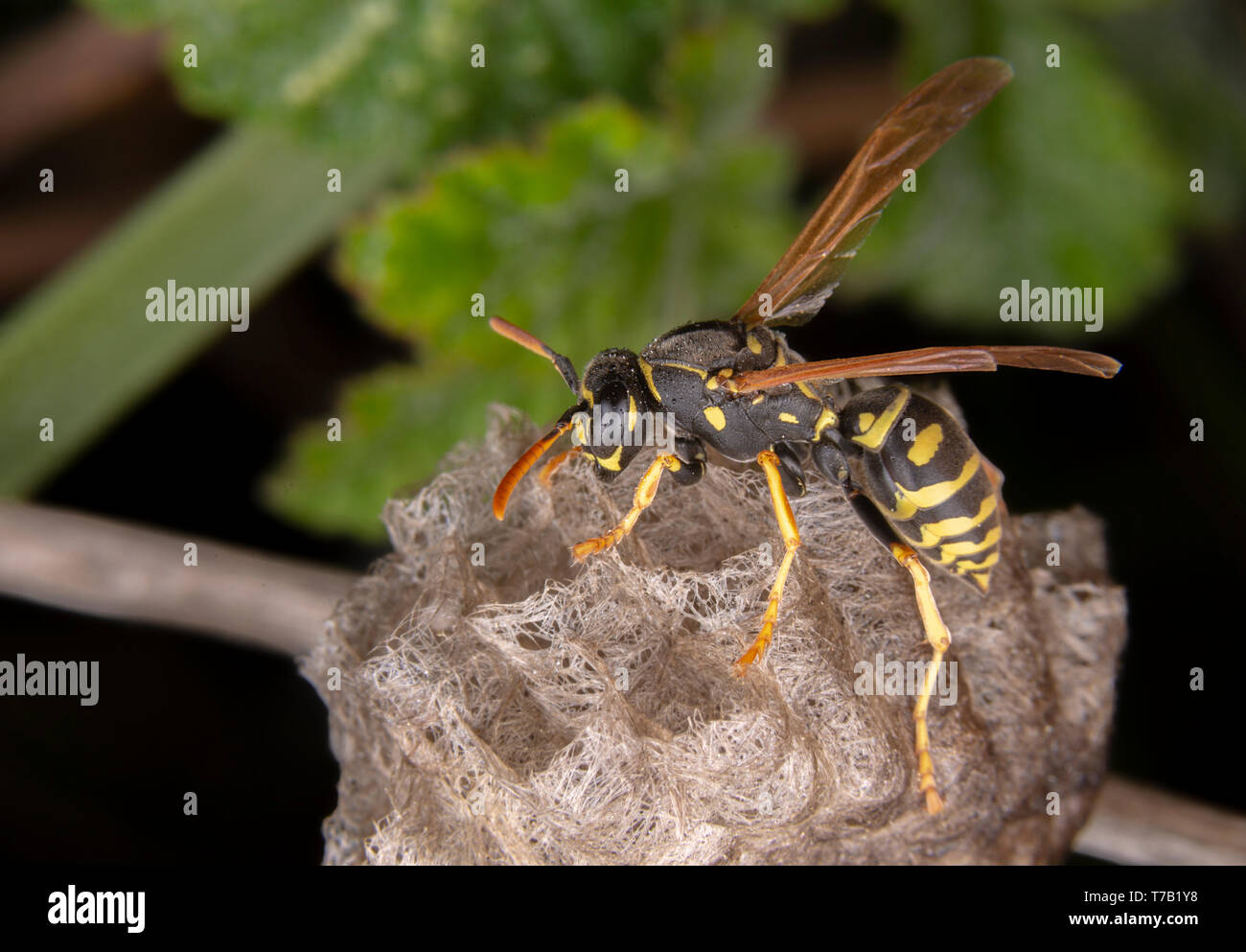 Femme wiorker Polistes nympha wasp protégeant son nid contre les attaques Banque D'Images