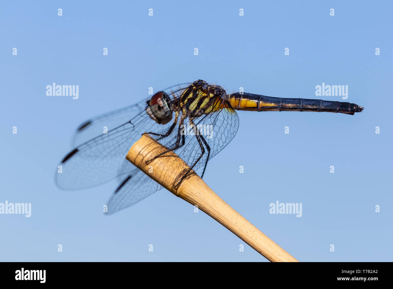 Une femelle Blue Dasher (Pachydiplax longipennis) dragonfly est perché sur la végétation. Banque D'Images