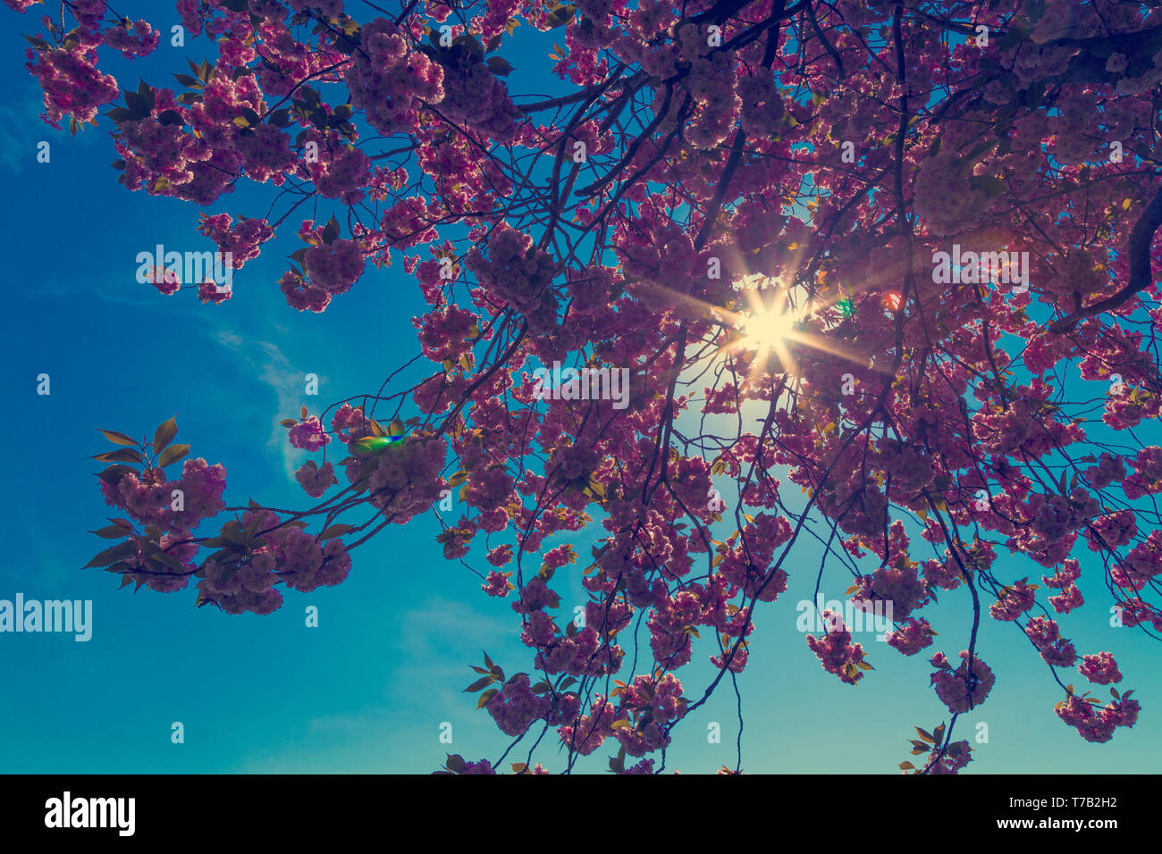 Close-up of a cherry blossom tree against blue sky background Banque D'Images