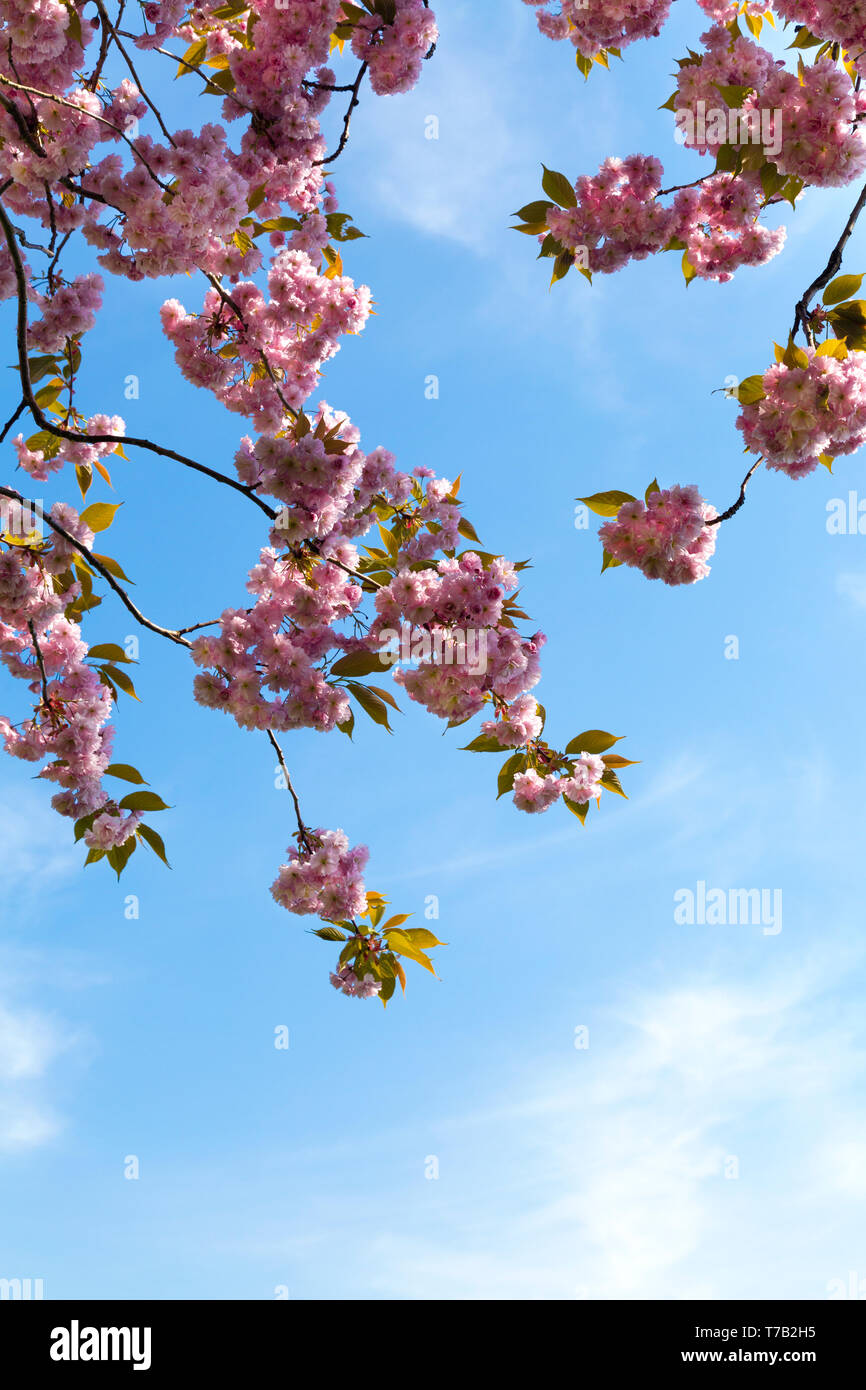 Close-up of a cherry blossom tree against blue sky background Banque D'Images