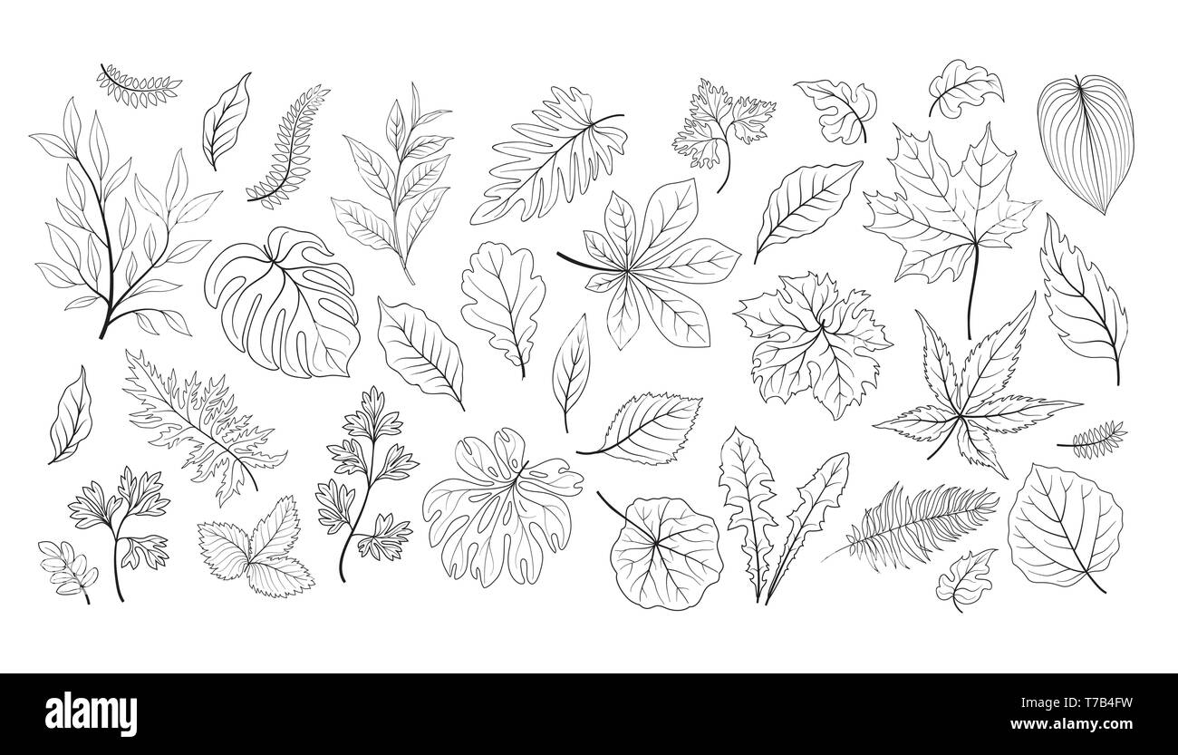 Jeu de feuilles. Des feuilles des plantes florales différentes herbes croquis collection. Jardin Tropical leaf line art icon set Illustration de Vecteur