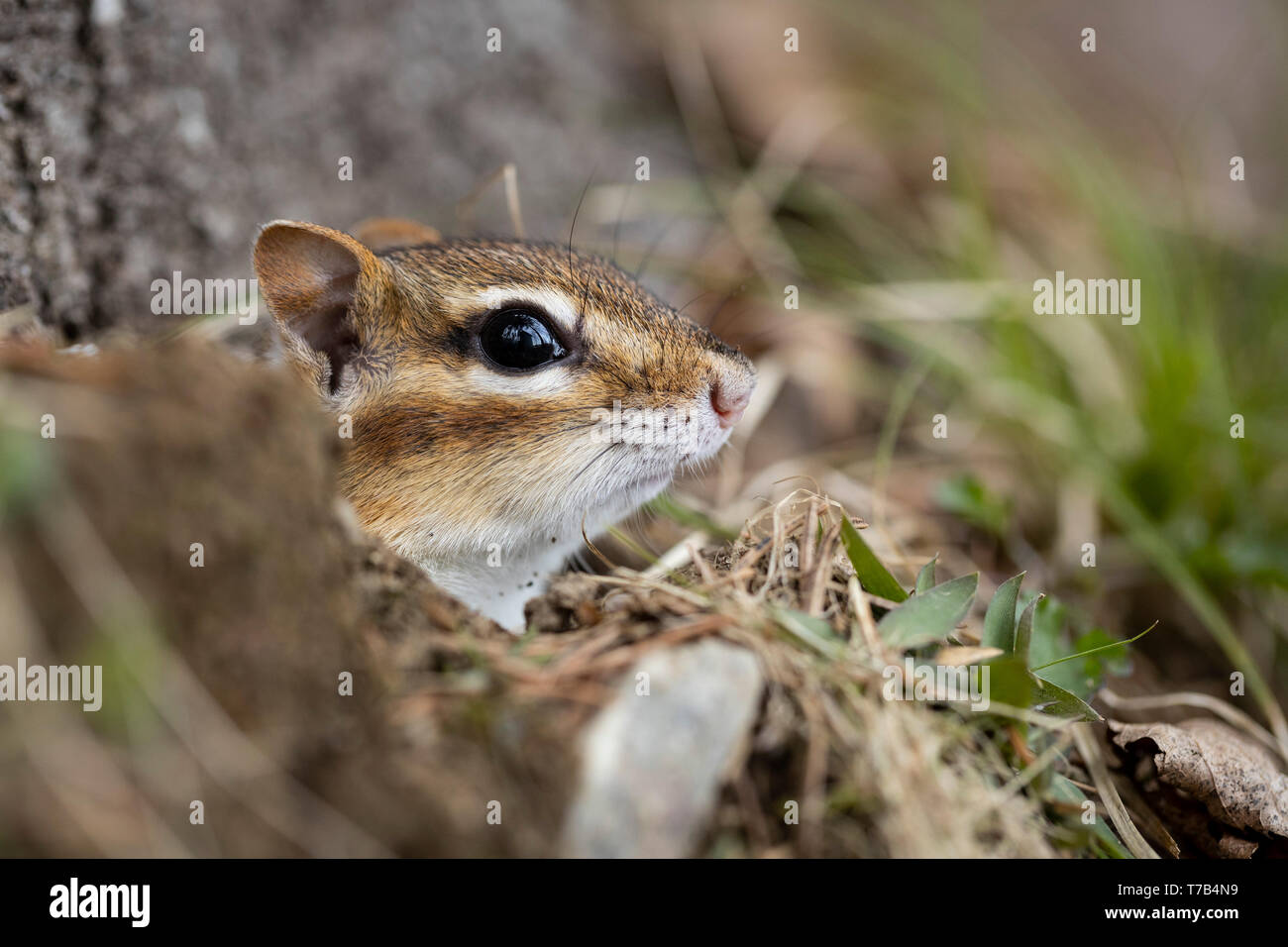 MAYNOOTH, ONTARIO, CANADA - 30 Avril 2019 : un tamia rayé (Tamias), partie de la famille des Odontophoridae fourrages pour l'alimentation. ( Ryan Carter ) Banque D'Images