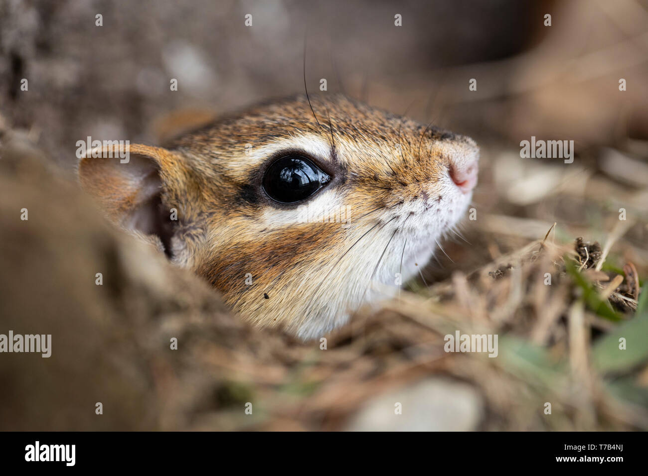 MAYNOOTH, ONTARIO, CANADA - 30 Avril 2019 : un tamia rayé (Tamias), partie de la famille des Odontophoridae fourrages pour l'alimentation. ( Ryan Carter ) Banque D'Images