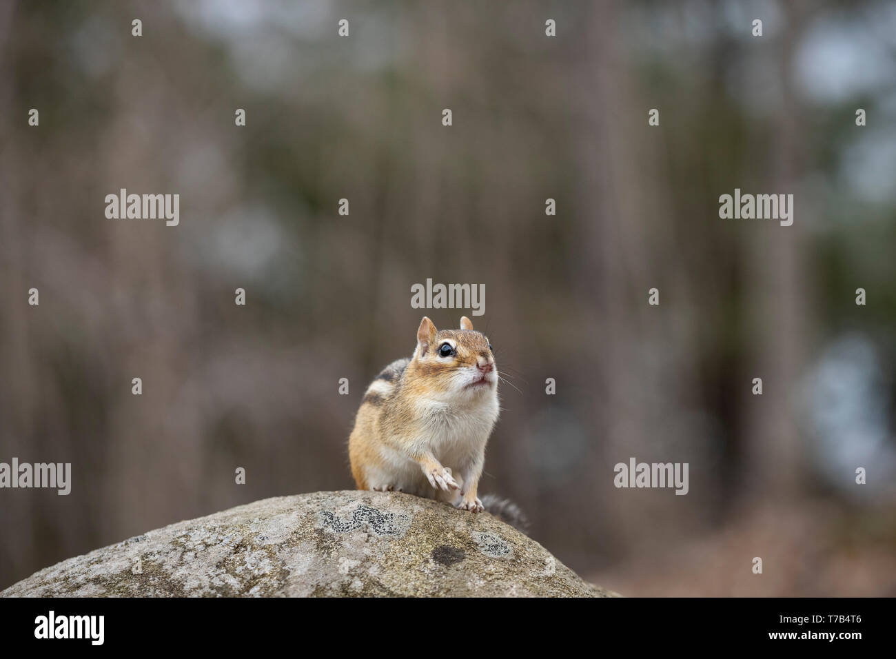 MAYNOOTH, ONTARIO, CANADA - 30 Avril 2019 : un tamia rayé (Tamias), partie de la famille des Odontophoridae fourrages pour l'alimentation. ( Ryan Carter ) Banque D'Images