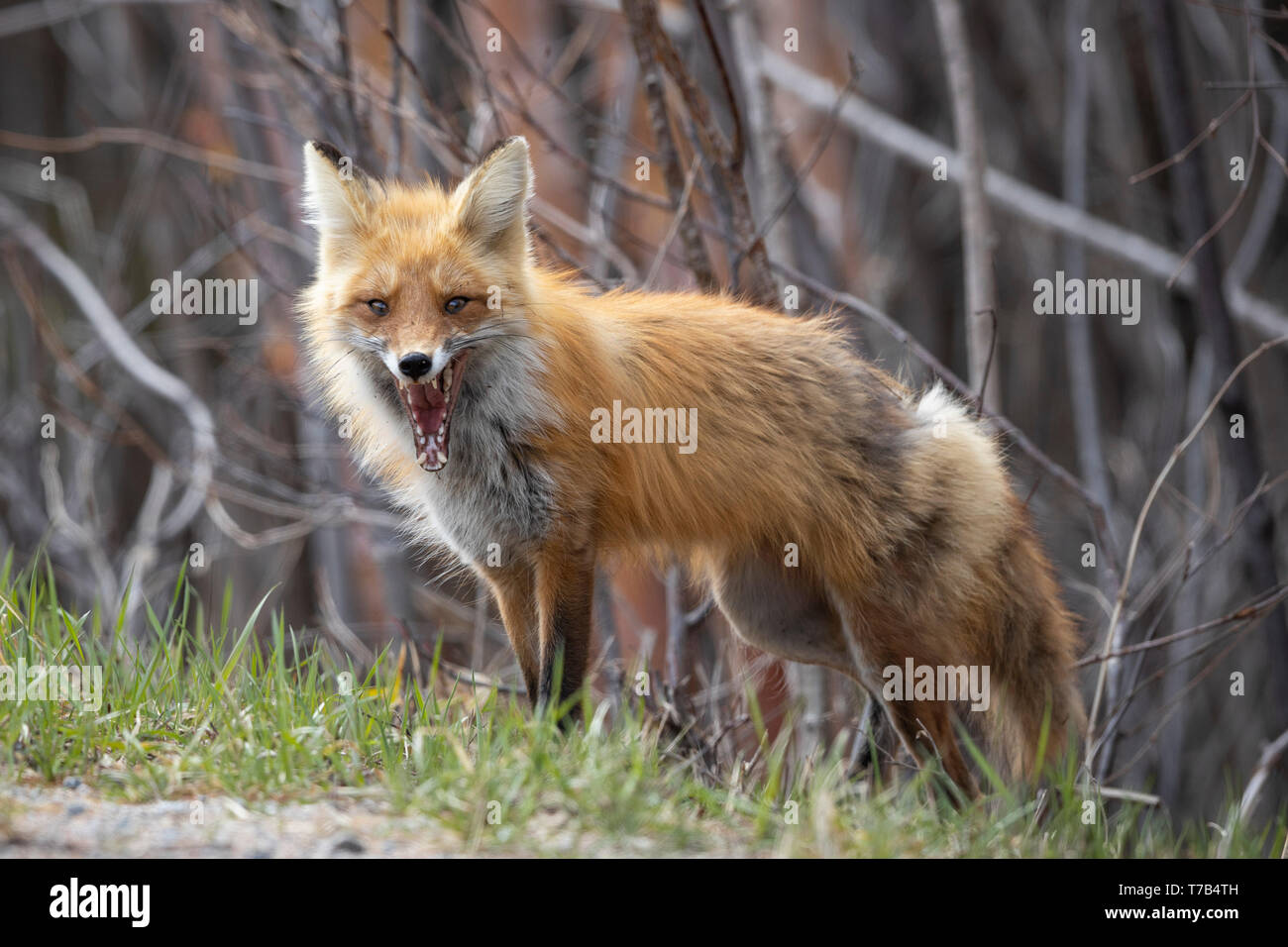 MAYNOOTH, ONTARIO, CANADA - Le 04 mai 2019 : Un renard roux (Vulpes vulpes), partie de la famille des Canidés de fourrages pour l'alimentation sur le côté de la route. Ryan Carter Banque D'Images