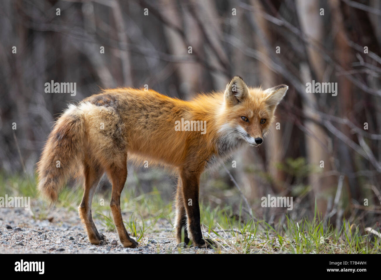 MAYNOOTH, ONTARIO, CANADA - Le 04 mai 2019 : Un renard roux (Vulpes vulpes), partie de la famille des Canidés de fourrages pour l'alimentation sur le côté de la route. Ryan Carter Banque D'Images