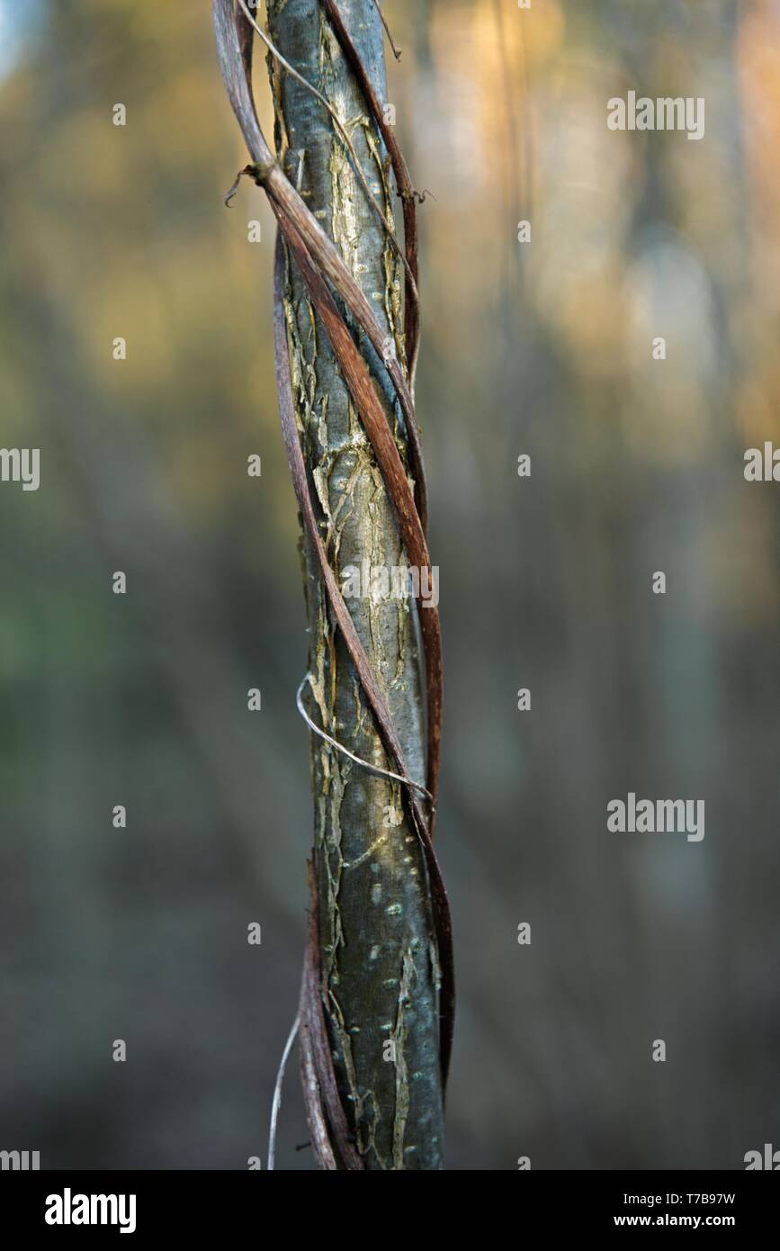 Close up of autumn tree Banque D'Images