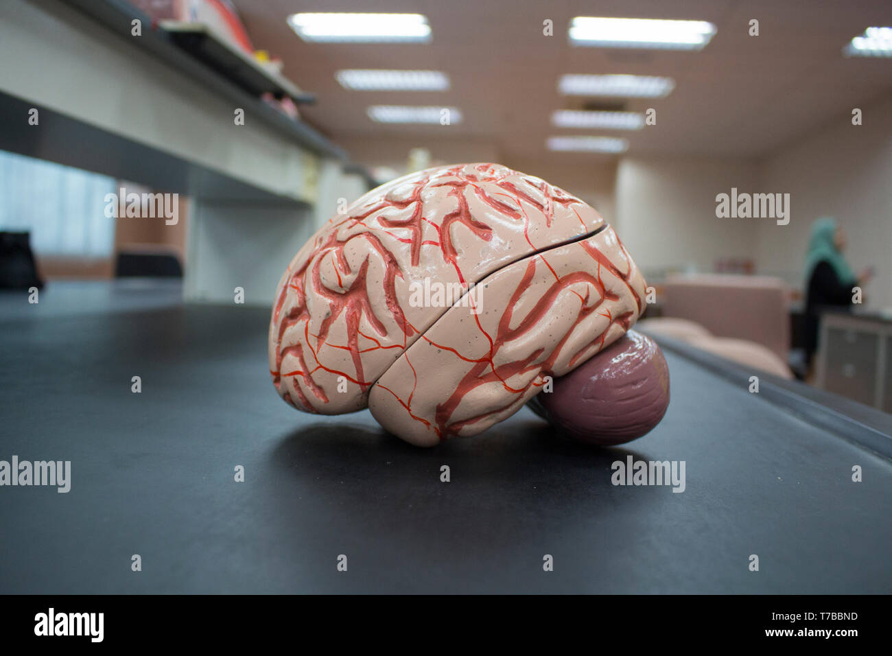 Modèle du cerveau avec vue latérale montrant tous les laboratoires isolés à cortex et le cervelet. Banque D'Images Modèle du cerveau avec vue latérale montrant tous les laboratoires isolés à cortex et le cervelet. Banque D'Images