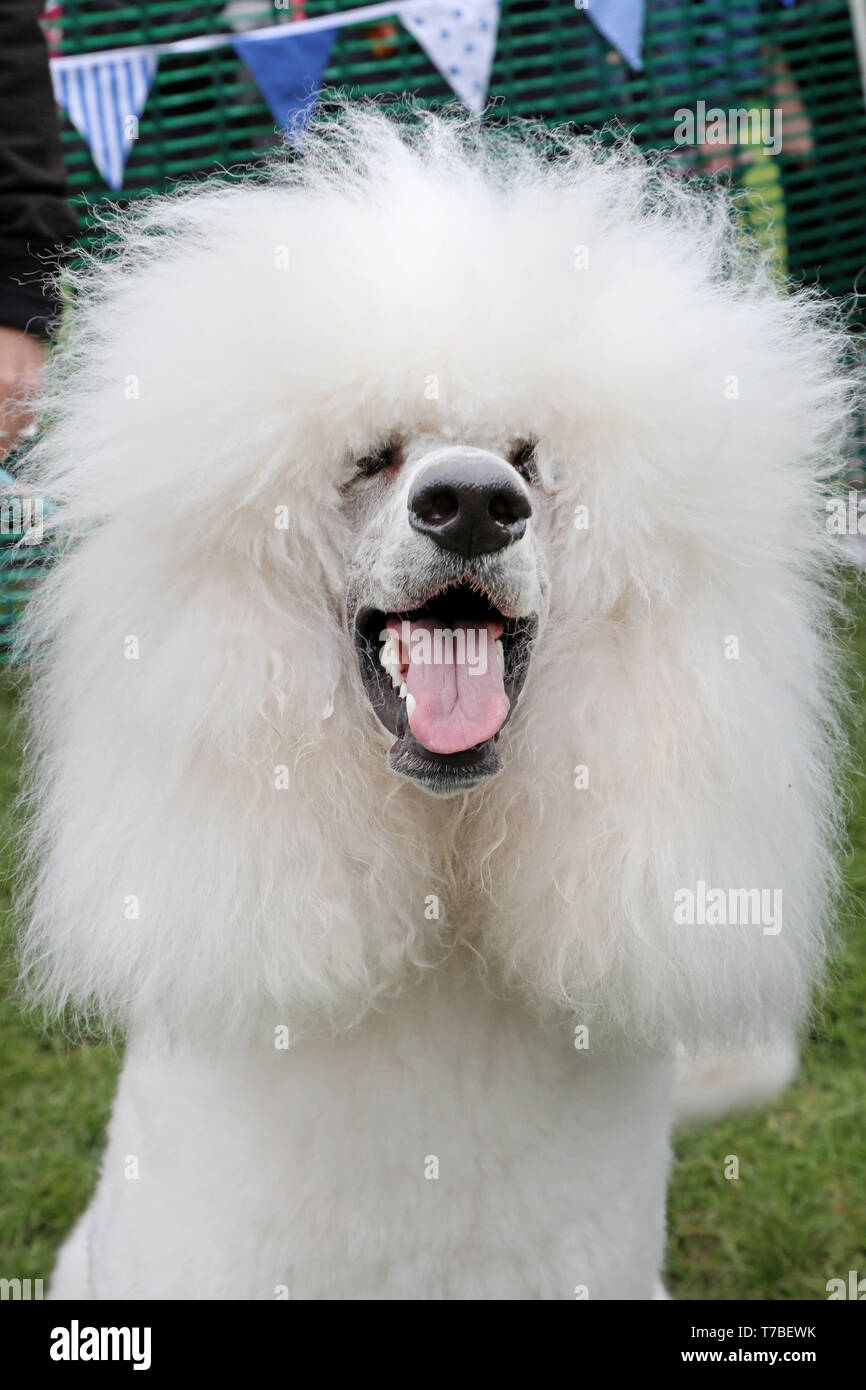 Londres, Royaume-Uni. 5e mai 2019. Rei le caniche royal a l'air bien heureux après avoir remporté le Mlle Heath catégorie à la question tous les chiens l'écorce d'organisme de bienfaisance dog show, Hampstead Heath, Londres, Angleterre. Cute dog a pris part à plusieurs catégories de cette exposition annuelle qui est géré par l'organisme de bienfaisance qui abrite et rehomes les chiens à Londres et trouve des foyers pour les chiens d'outre-mer. Les chiens ont concouru pour être plus mignon chiot, meilleur et plus de sauvetage. Plus d'informations sur www.alldogsmatter.fr Crédit : Paul Brown/Alamy Live News Banque D'Images