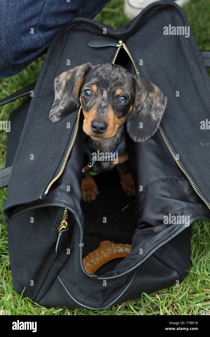 Londres, Royaume-Uni. 5e mai 2019. Figgy la miniature Dachshund puppy est si petit qu'il peut s'asseoir dans un sac de sport à l'écorce d'affaire tous les chiens dog show de bienfaisance, Hampstead Heath, Londres, Angleterre. Cute dog a pris part à plusieurs catégories de cette exposition annuelle qui est géré par l'organisme de bienfaisance qui abrite et rehomes les chiens à Londres et trouve des foyers pour les chiens d'outre-mer. Les chiens ont concouru pour être plus mignon chiot, meilleur et plus de sauvetage. Plus d'informations sur www.alldogsmatter.fr Crédit : Paul Brown/Alamy Live News Banque D'Images