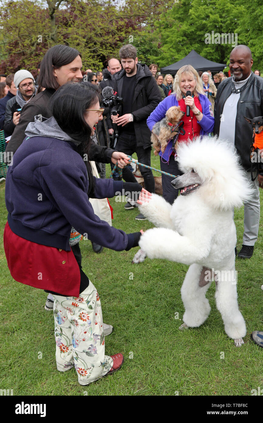 Londres, Royaume-Uni. 5e mai 2019. Rei le caniche royal a l'air bien heureux après avoir remporté le Mlle Heath catégorie à la question tous les chiens l'écorce d'organisme de bienfaisance dog show, Hampstead Heath, Londres, Angleterre. Cute dog a pris part à plusieurs catégories de cette exposition annuelle qui est géré par l'organisme de bienfaisance qui abrite et rehomes les chiens à Londres et trouve des foyers pour les chiens d'outre-mer. Les chiens ont concouru pour être plus mignon chiot, meilleur et plus de sauvetage. Plus d'informations sur www.alldogsmatter.fr Crédit : Paul Brown/Alamy Live News Banque D'Images