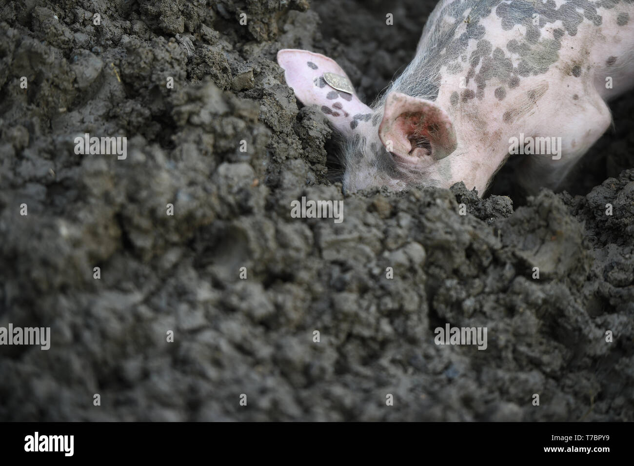 Déposée - 11 octobre 2014, Bade-Wurtemberg, Meckenbeuren-Liebenau : un porcelet creuse son museau profondément dans la boue dans un bourbier. Le taux global d'extinction des espèces est en ce moment dix à cent fois supérieur à la moyenne des cours des 10 millions d'années et continue d'augmenter, selon le document exposant les questions clés présentées par le Conseil de la biodiversité mondiale l'IPBES à Paris le 6 mai 2019. Pendant trois ans, les experts ont examiné 15 000 sources de documentation et a ensuite résumé ses constatations sur 40 pages effrayantes. Dans la plupart des sites, le nombre d'espèces indigènes a déjà diminué de 20 pour cent. Par contre Banque D'Images