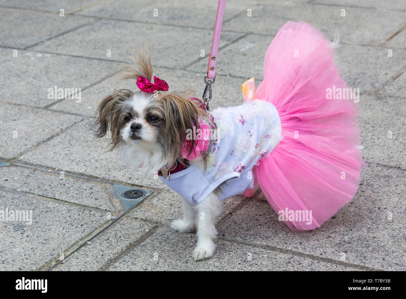 , Boscombe Bournemouth, Dorset, UK. 6 mai, 2019. Dash teckel, partie de Bournemouth Arts Émergents (Fringe Festival BEAF) invite les teckels et leurs propriétaires pour rassembler sous le Daschund artwork pour voir combien ils peuvent se rassembler en un seul endroit. La Fayette, Mi-chien ki est dépassé par tous les teckels, mais reçoit beaucoup d'attention dans un uniforme meilleur robe ! Credit : Carolyn Jenkins/Alamy Live News Banque D'Images