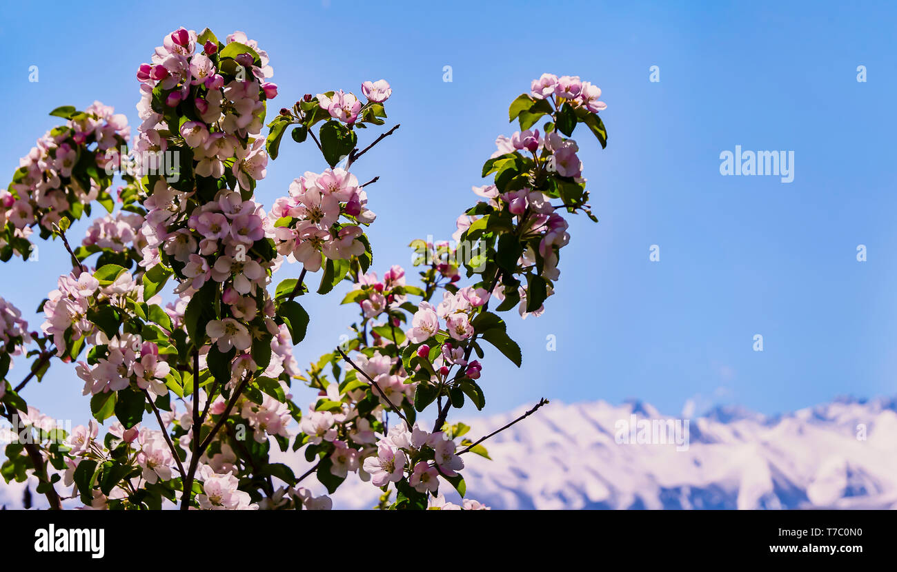 Un bel arbre en fleurs, de grandes fleurs roses, sur fond de montagnes et ciel bleu Banque D'Images