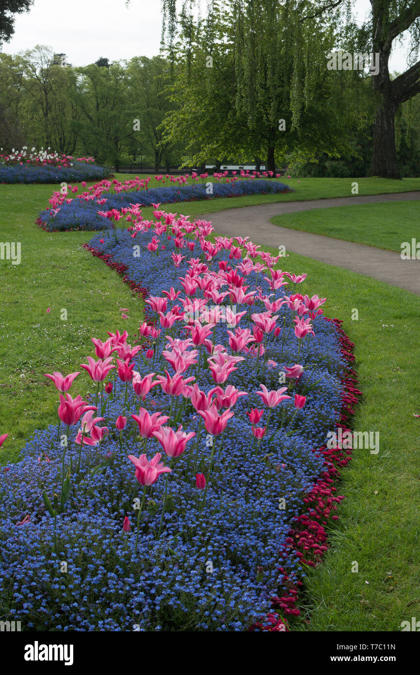 Parterres de printemps à Abbey Park, Evesham, Worcestershire, Angleterre, RU Banque D'Images