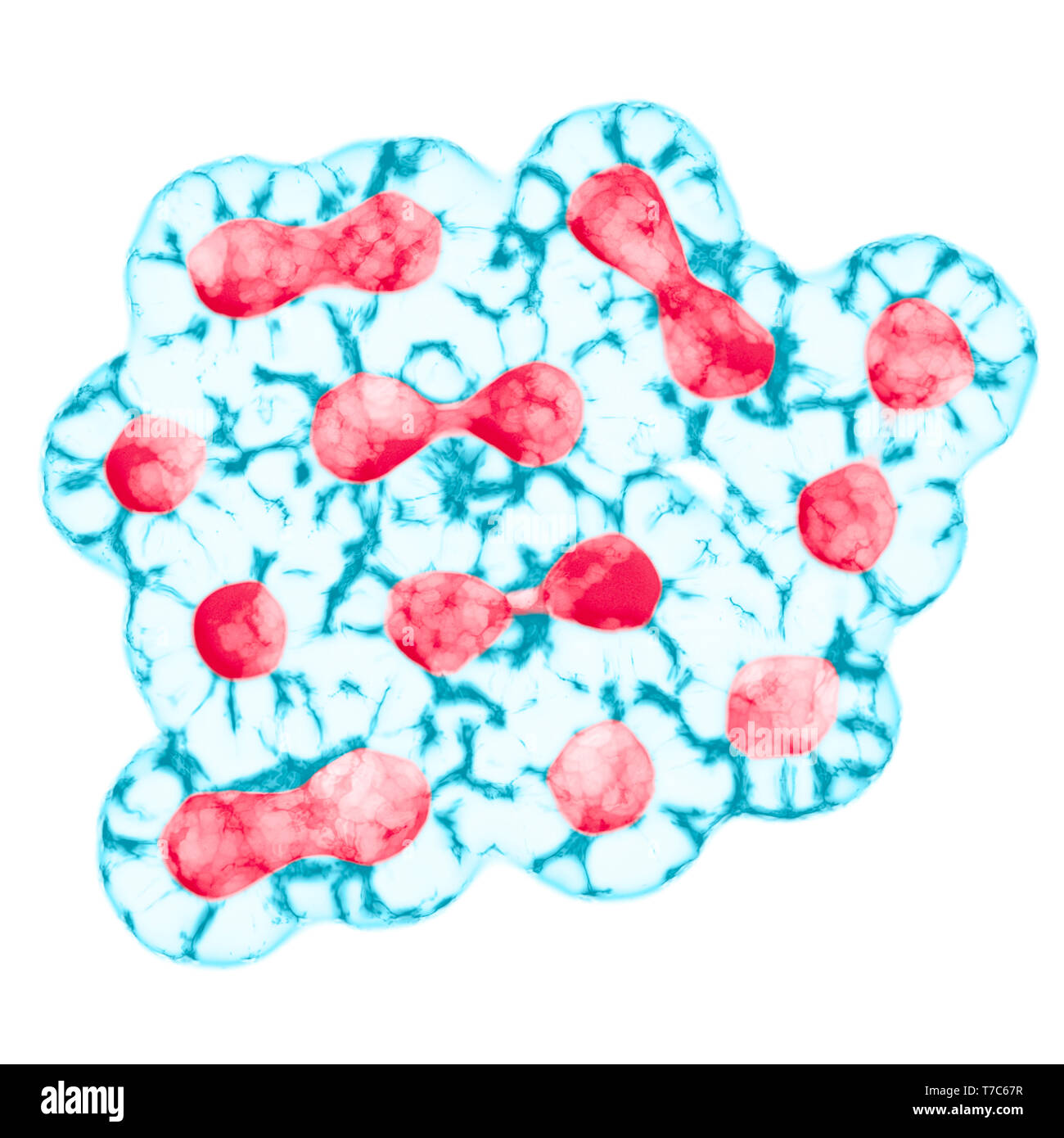 La mitose, le processus de la division cellulaire et la multiplication. Medical science Concept Banque D'Images