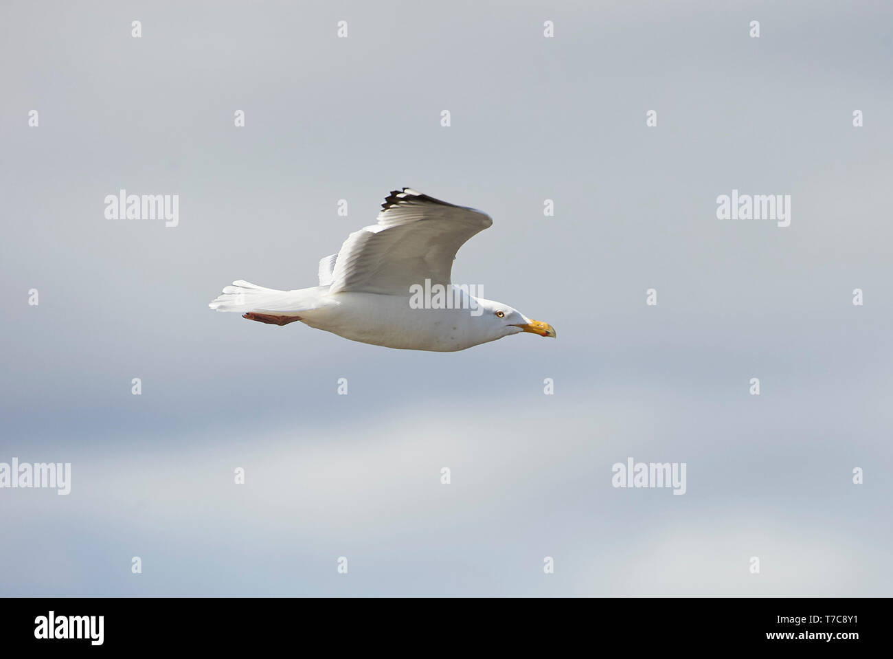 Goéland argenté (Larus argentatus) en vol, la centrale marémotrice d'Annapolis Royal, Annapolis Royal, Nouvelle-Écosse, Canada, Banque D'Images