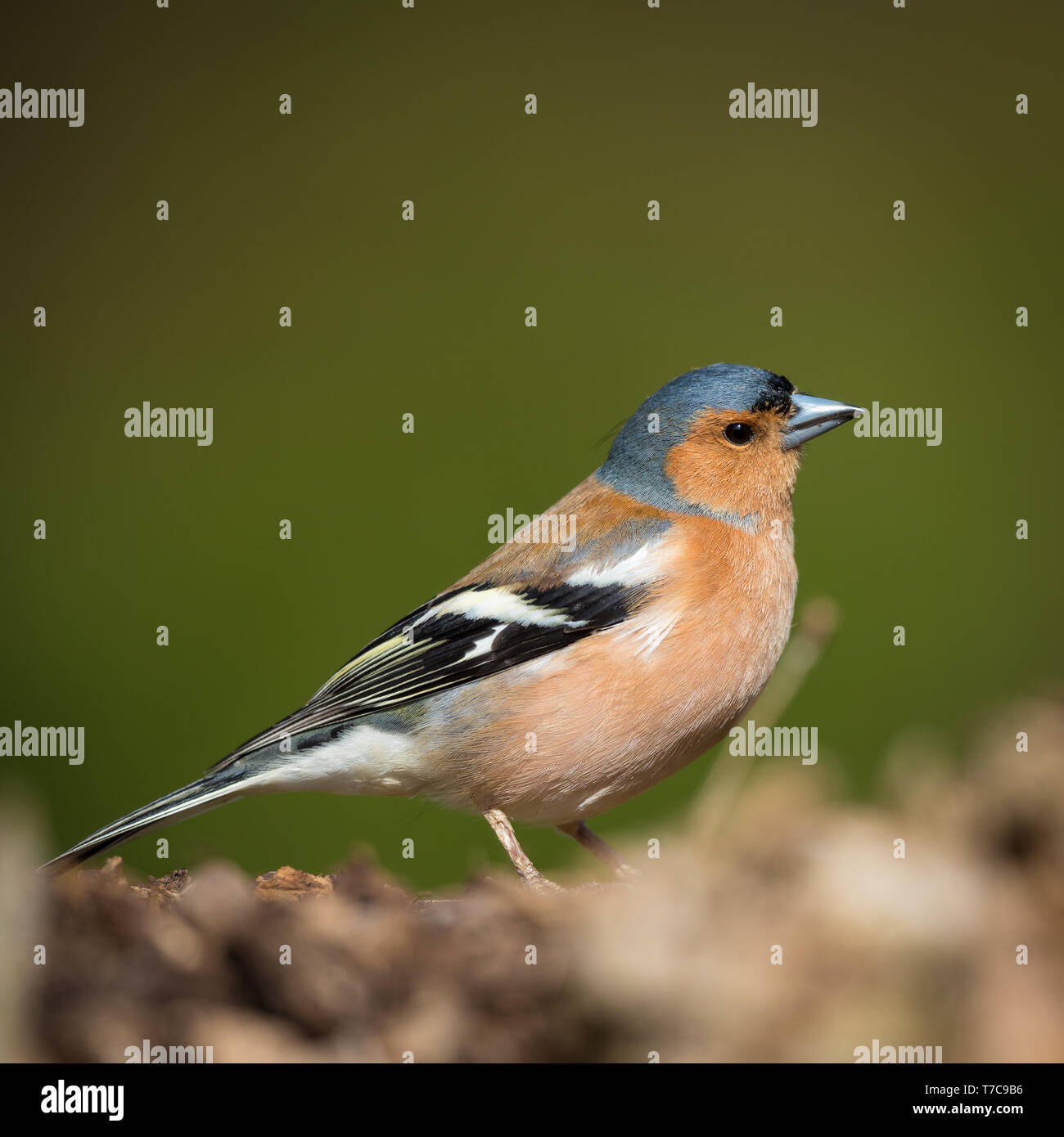 Chaffinch masculins sur certains sol couvert de mousse Banque D'Images