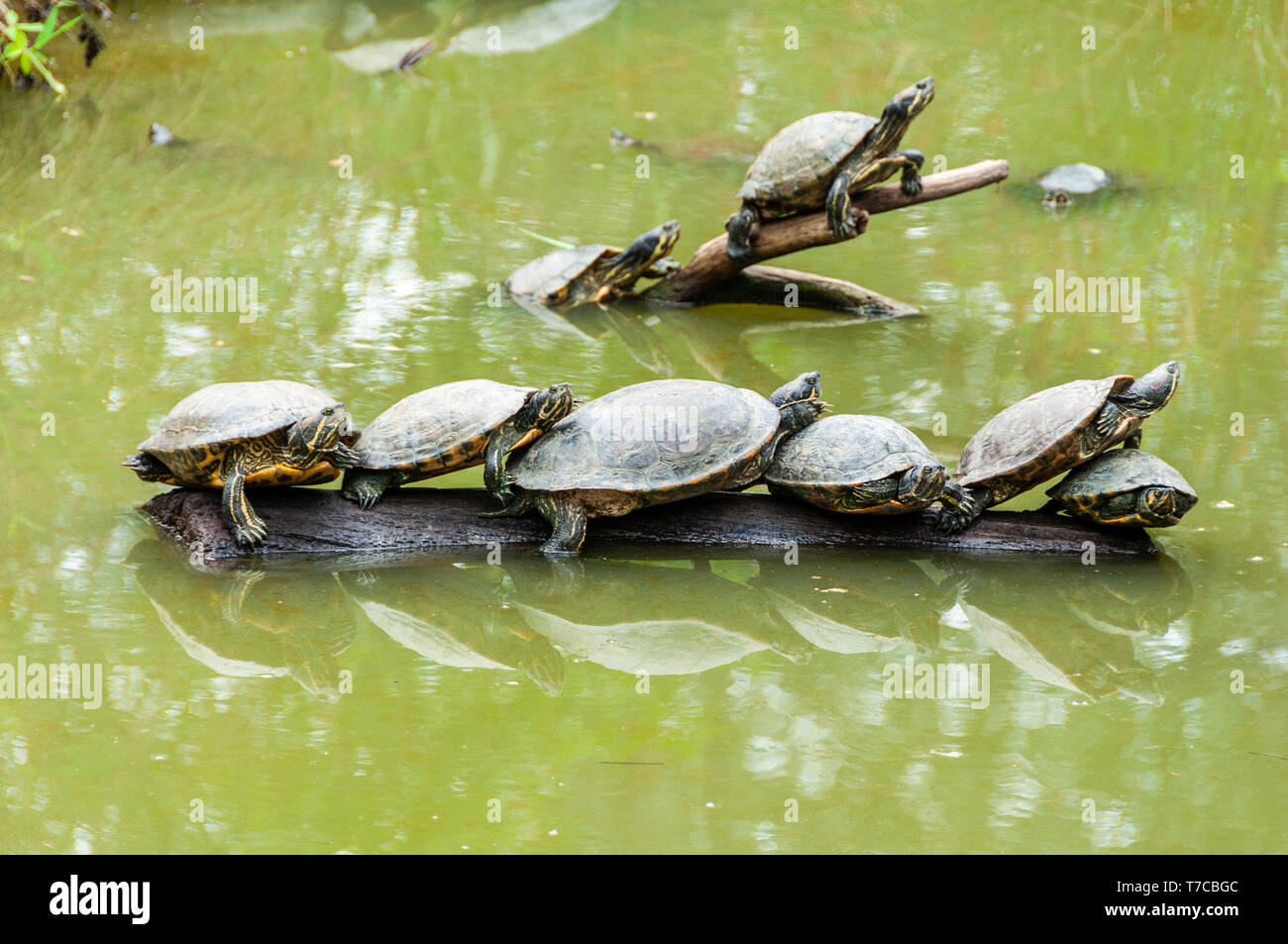 Red-bellied tortue dans un étang Banque D'Images