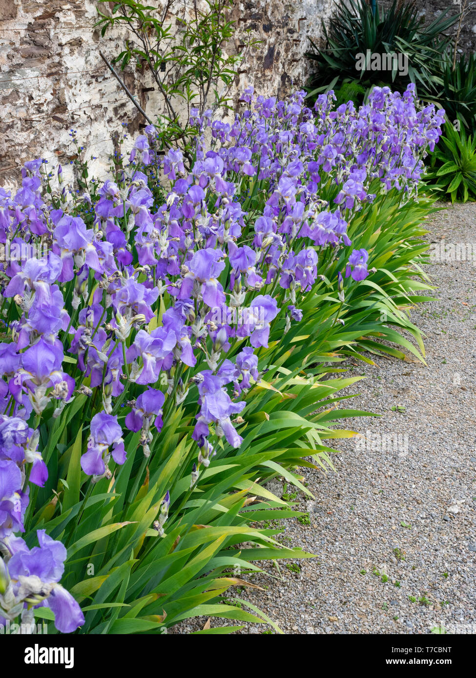 Massed affichage de la plante vivace Iris pallida ssp pallida, une floraison précoce tall bearded iris Banque D'Images