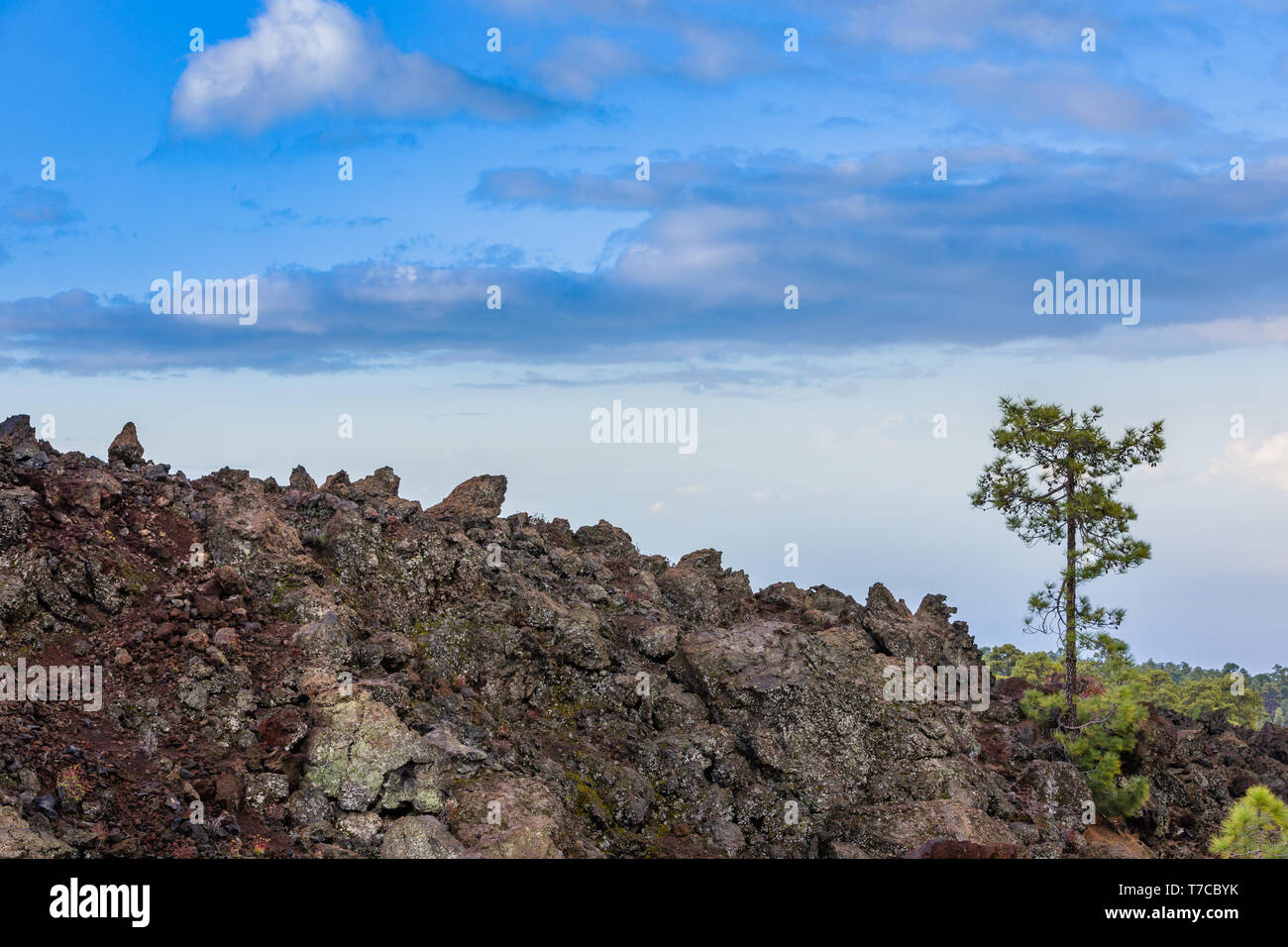 Montagne volcanique haut de Tenerife, Îles de Canaries, Espagne Banque D'Images