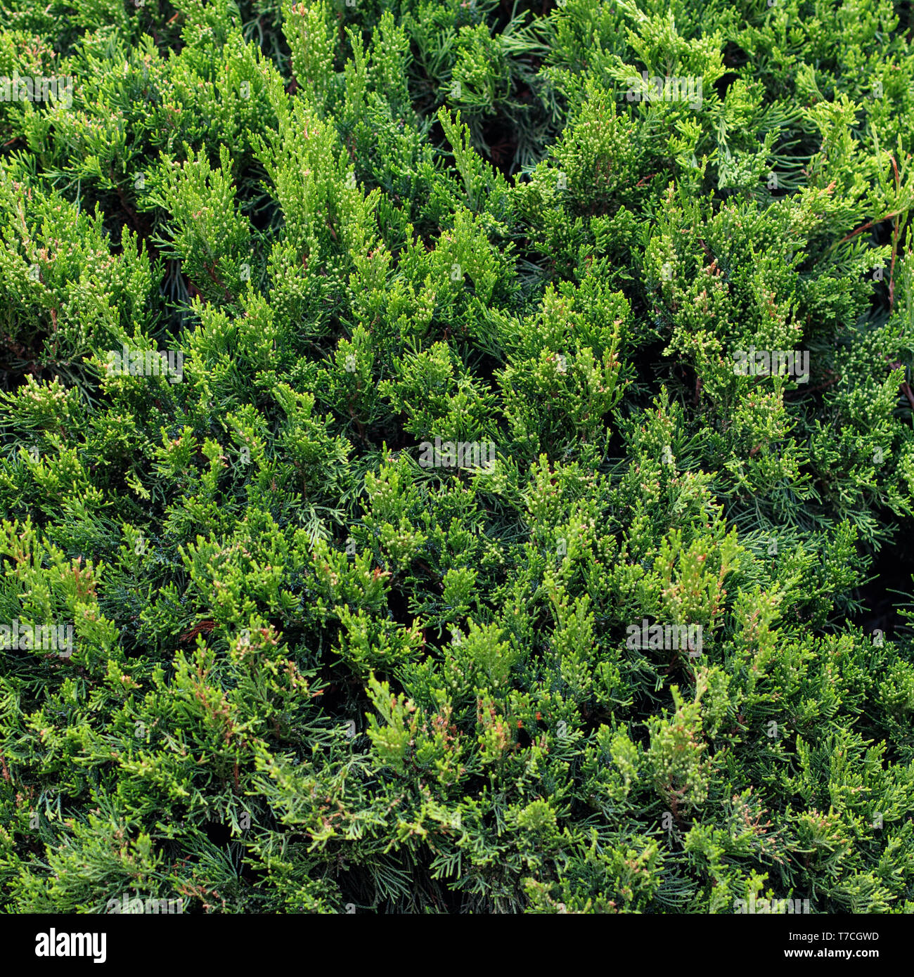 Bush naturel vert clôture comme arrière-plan. Banque D'Images
