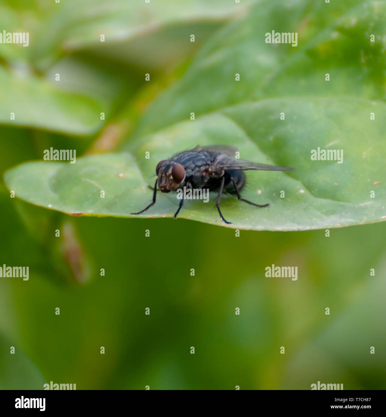Mouche domestique (Musca domestica) sur une feuille libre. La tête (à gauche) est dominé par une paire de gros yeux composés (Brown), chaque œil composé d'environ Banque D'Images
