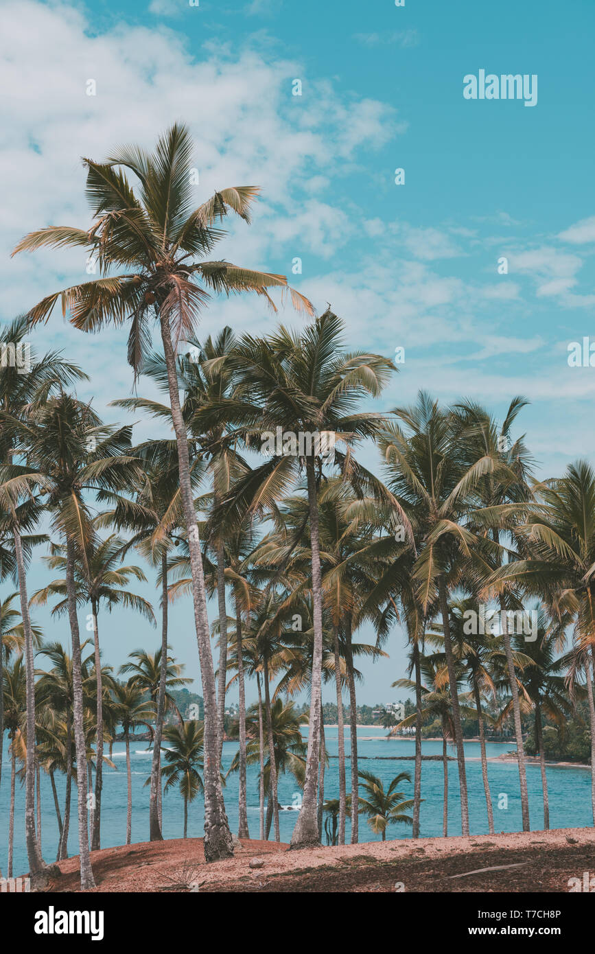 Forêt de palmiers sur la plage de l'île tropicale, vintage et rétro aux couleurs stylisées couleur Banque D'Images