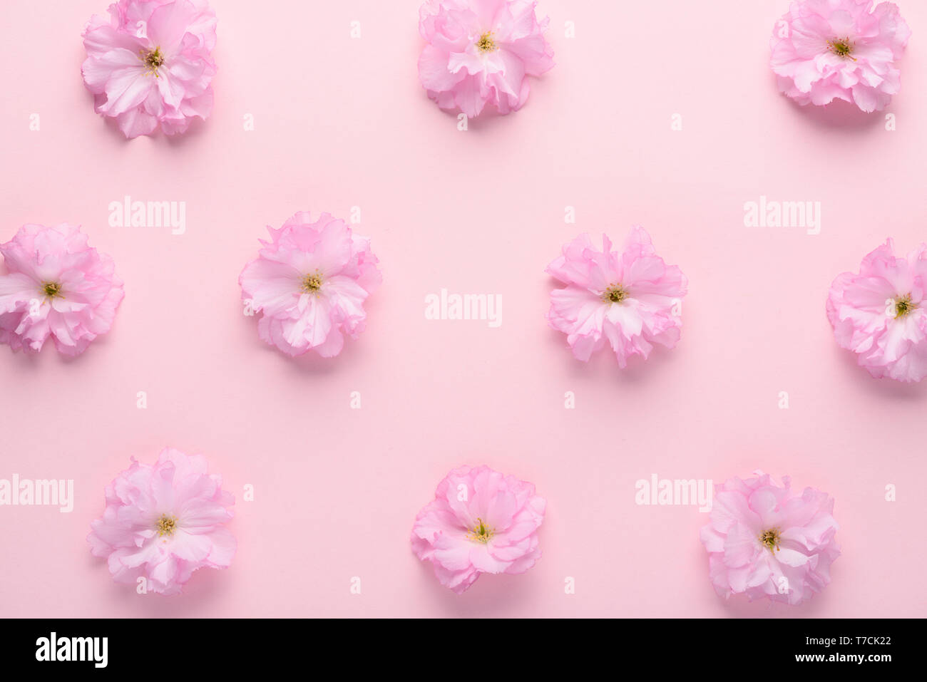 Sakura minimaliste mignon motif fleurs rose sur fond pastel télévision jeter vue supérieure Banque D'Images