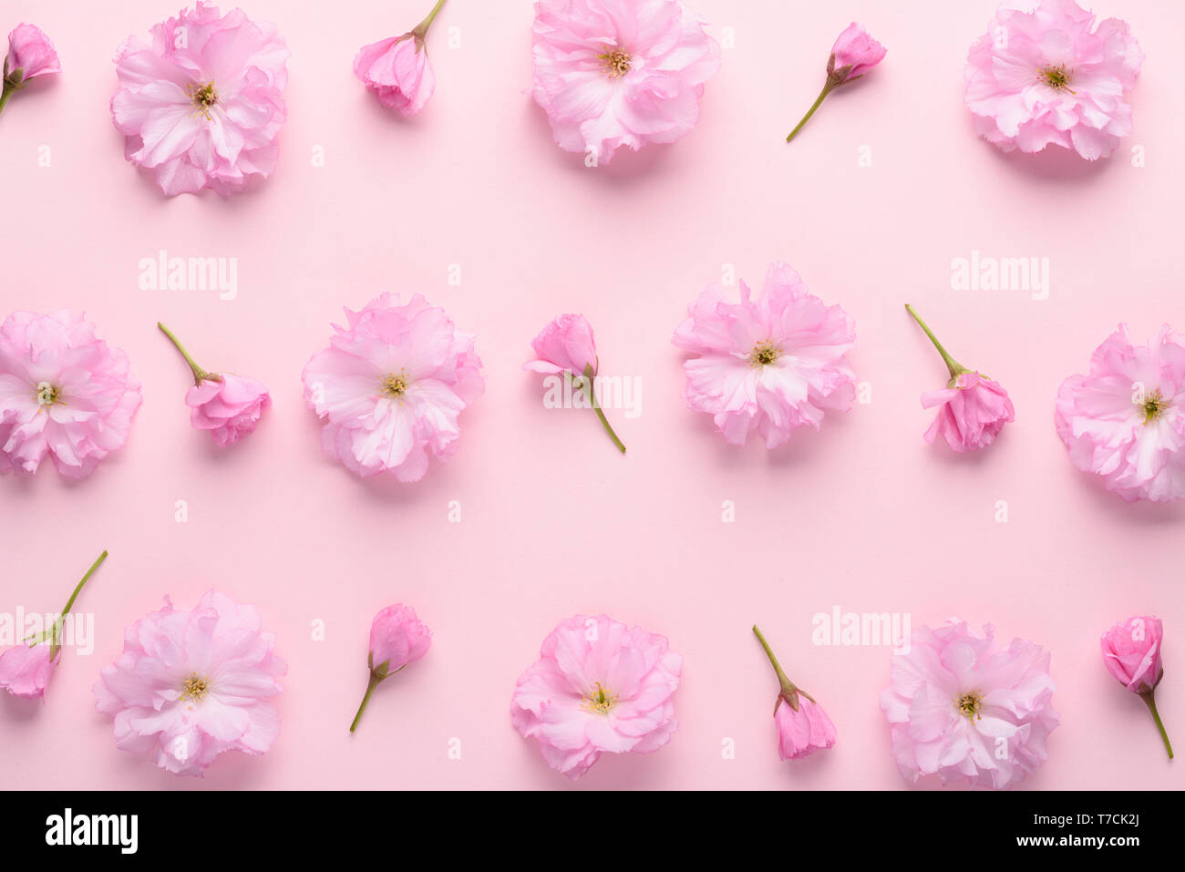 Sakura mignon motif fleurs sur fond rose pastel. Modèle floral avec reservoir de télévision jeter dessus. Banque D'Images