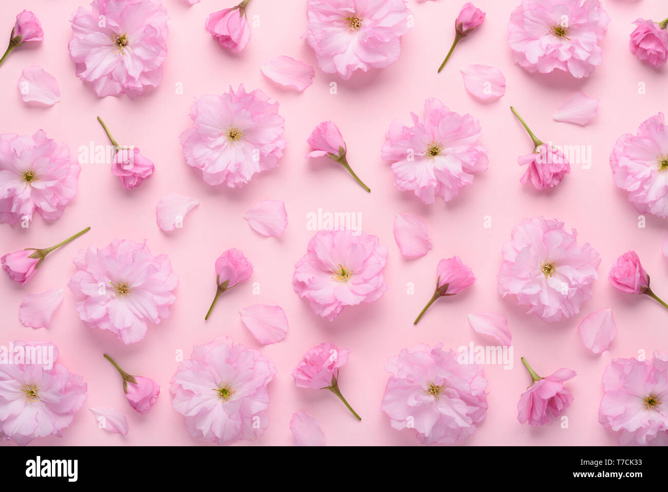 Modèle Floral de fleurs de Sakura avec bourgeons de fleurs et de pétales sur fond rose pastel top voir télévision lay. Banque D'Images