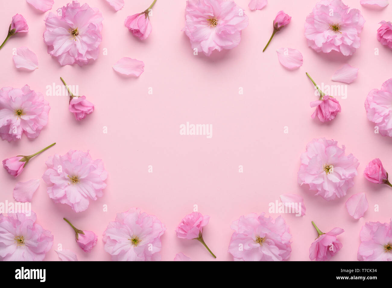 Modèle Floral fleurs de sakura en fleurs avec pétales et boutons de rose sur fond pastel. Dessin de fleurs composition du châssis avec l'exemplaire de l'espace. Banque D'Images