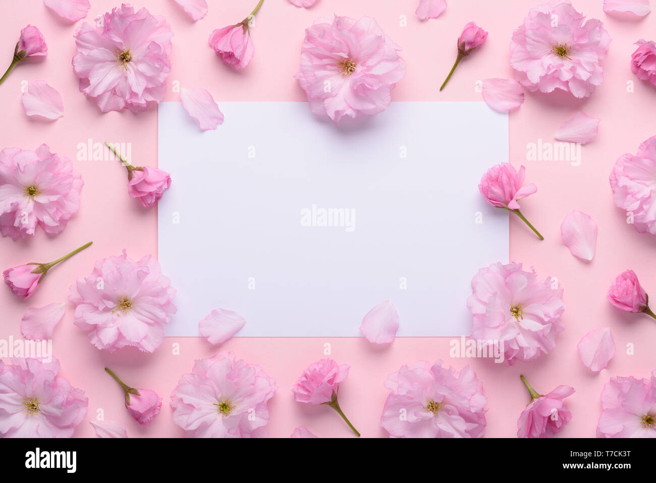 Belle rose en fleurs fleurs de cerisier sakura sur fond pastel avec l'espace blanc à blanc pour le texte Banque D'Images